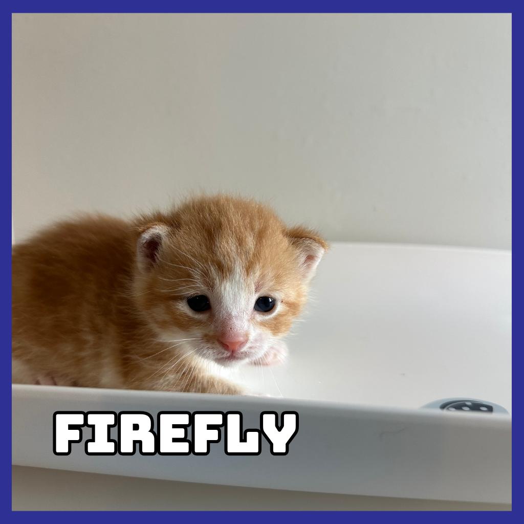 Enlarge Firefly, a Adoptable Domestic Short Hair in Glenwood, MN image 2/2