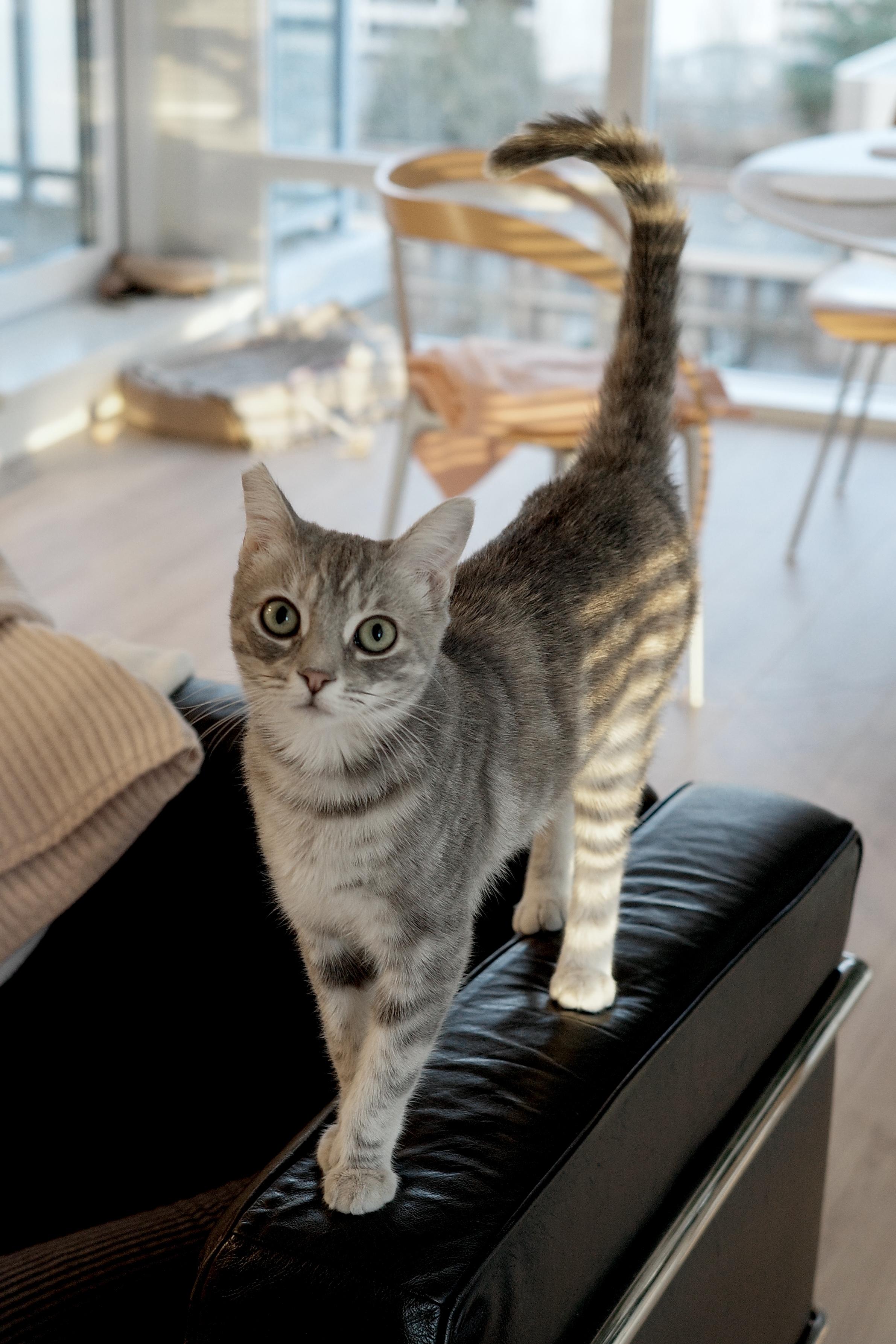 Enlarge Henrietta, an adopted Tabby in BURNABY, BC image 1/1