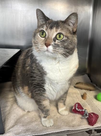 Cali, Adoptable, Adult Female Domestic Short Hair & Domestic Short Hair.