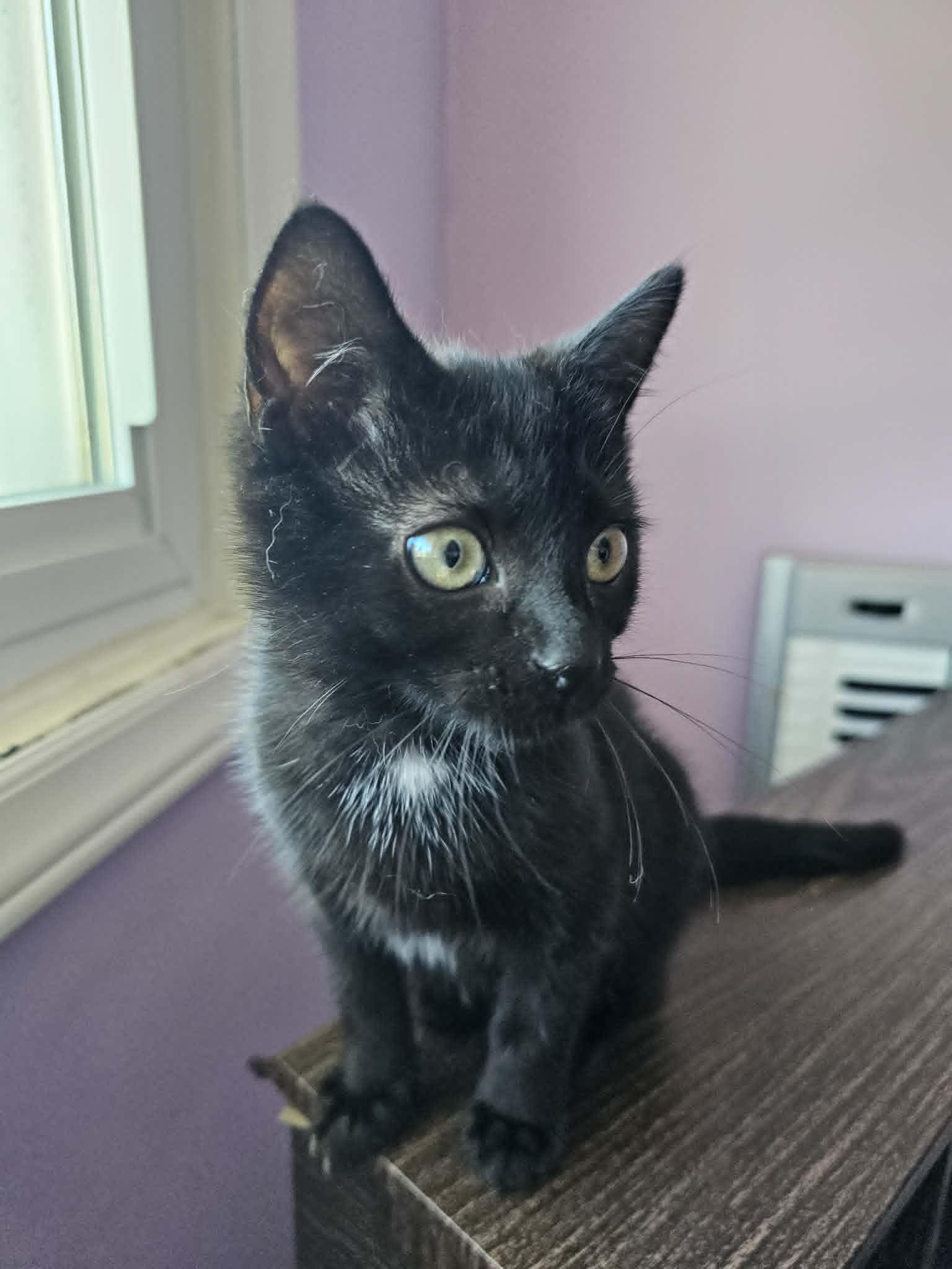 Enlarge Pudge, a ADOPTABLE Domestic Short Hair in Wading River, NY image 3/5