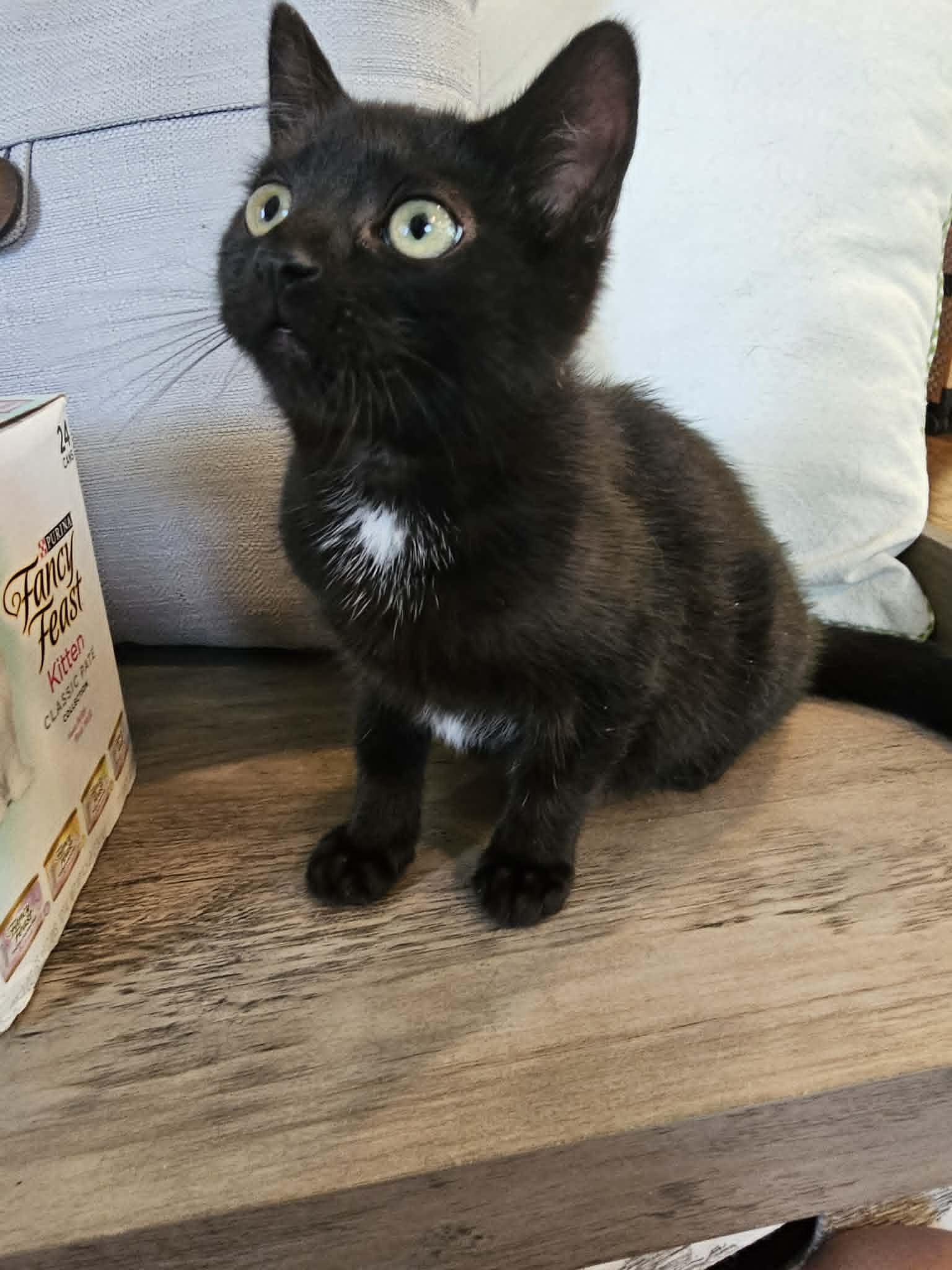 Enlarge Pudge, a ADOPTABLE Domestic Short Hair in Wading River, NY image 4/5