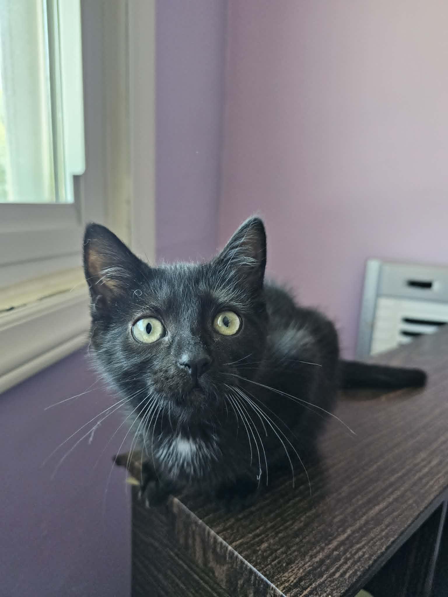 Enlarge Pudge, a ADOPTABLE Domestic Short Hair in Wading River, NY image 2/5