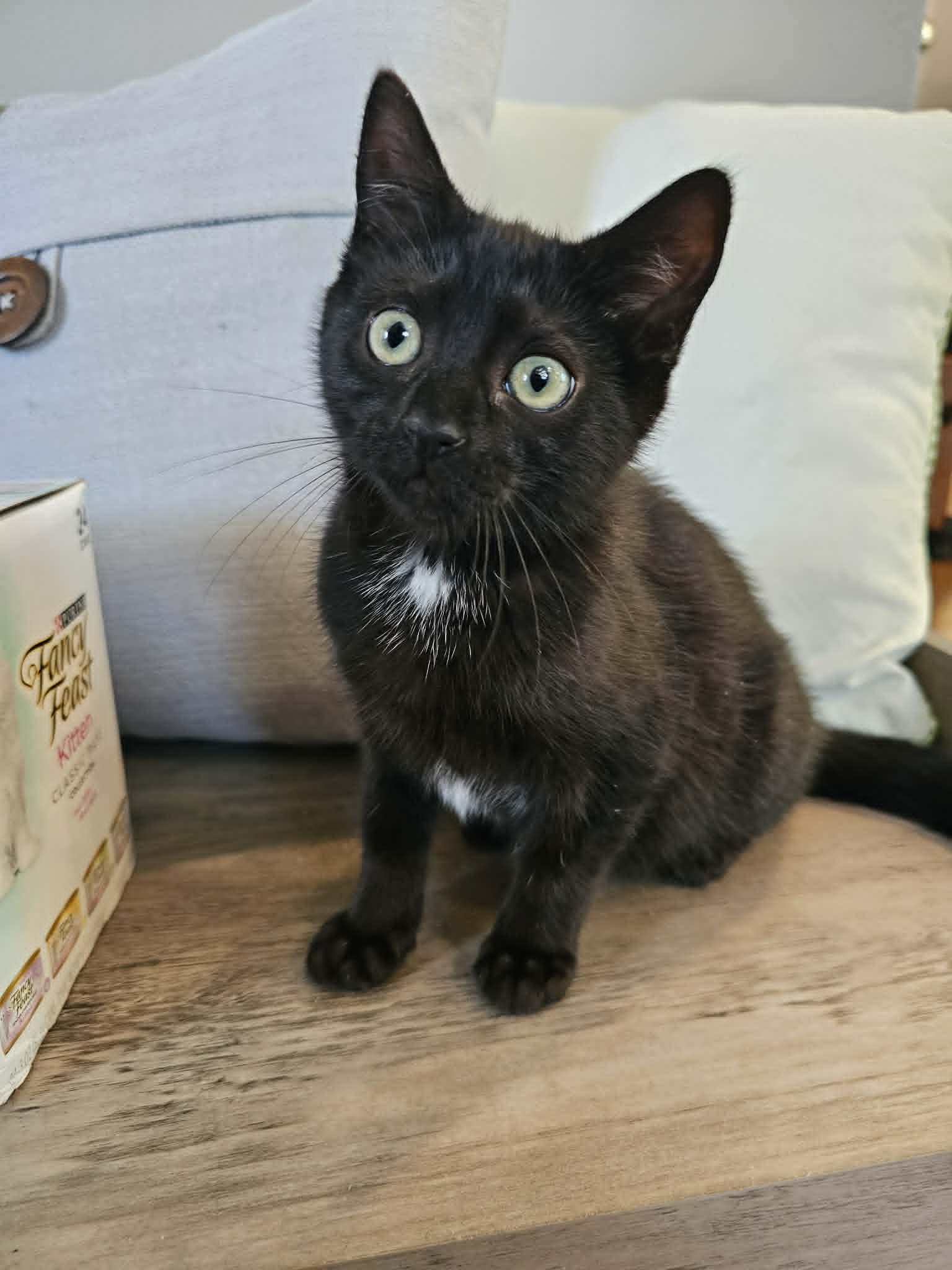 Pudge, ADOPTABLE, Kitten Female Domestic Short Hair.