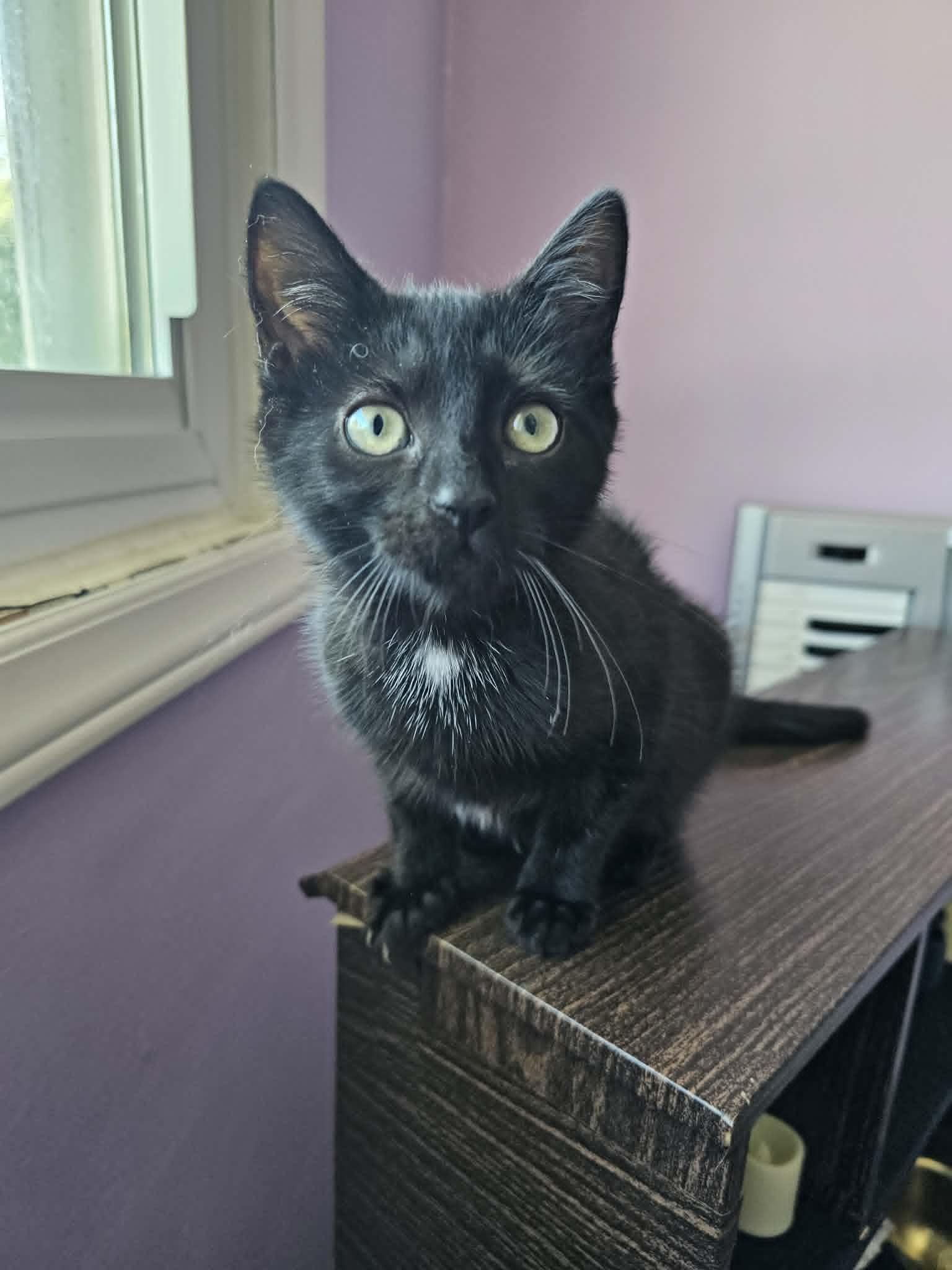 Enlarge Pudge, a ADOPTABLE Domestic Short Hair in Wading River, NY image 5/5