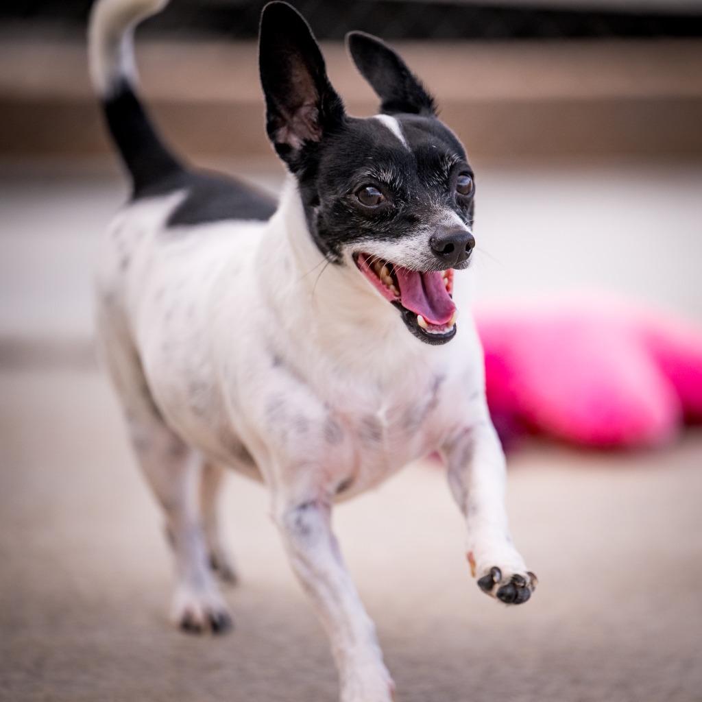 Enlarge Astro, a Adoptable mixed breed in Twentynine Palms, CA image 4/6