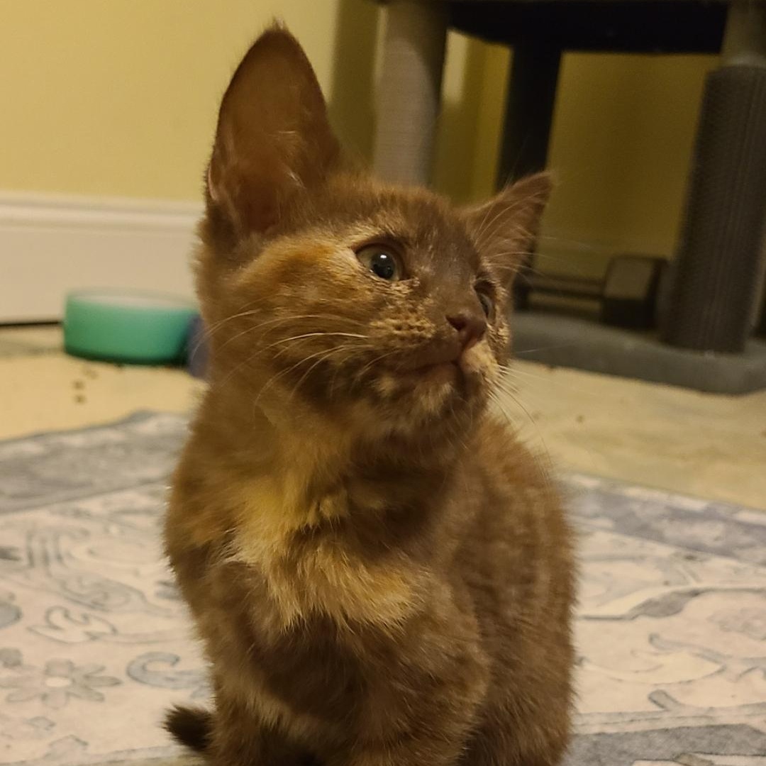 Smuggles - Winterville, GA