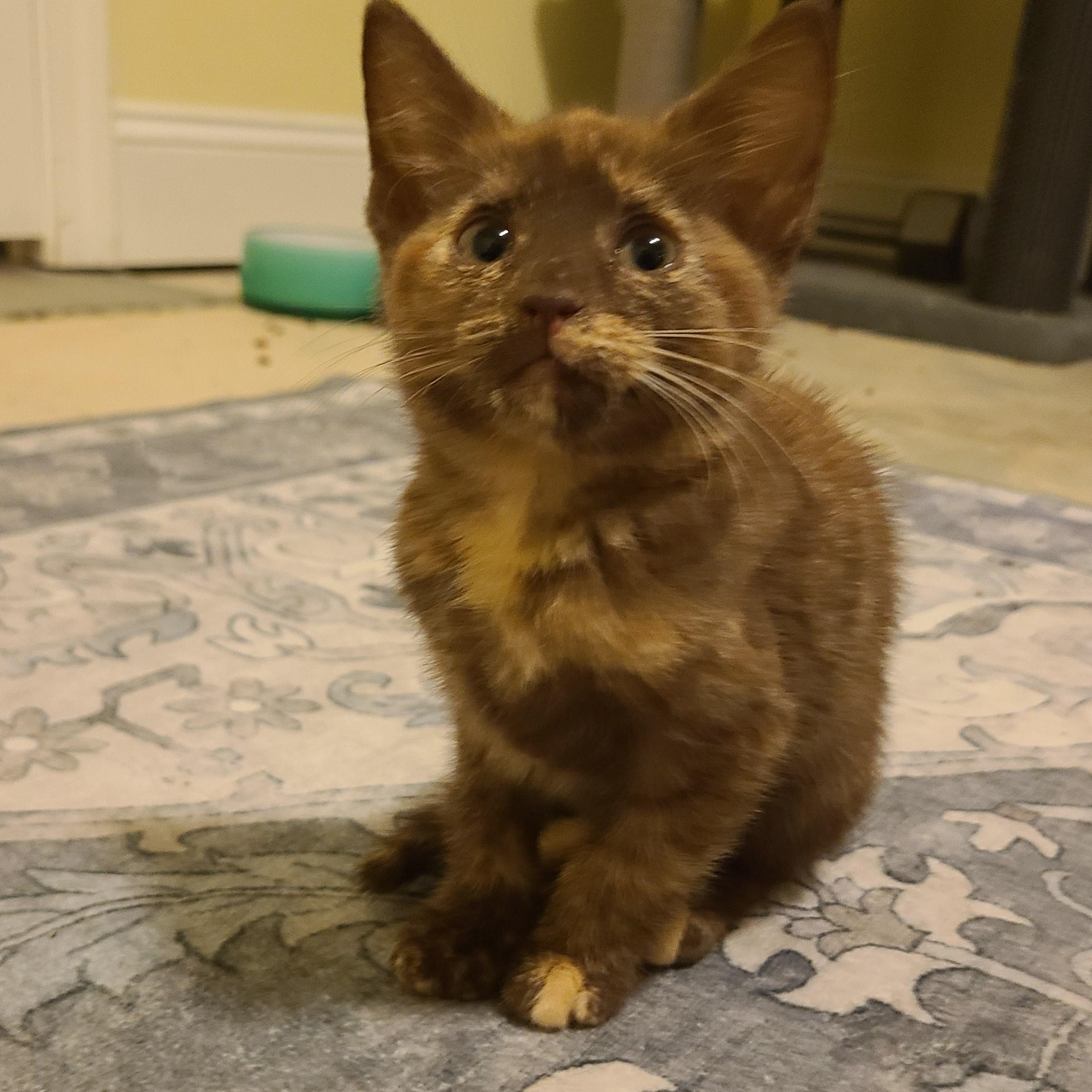 Smuggles - Winterville, GA