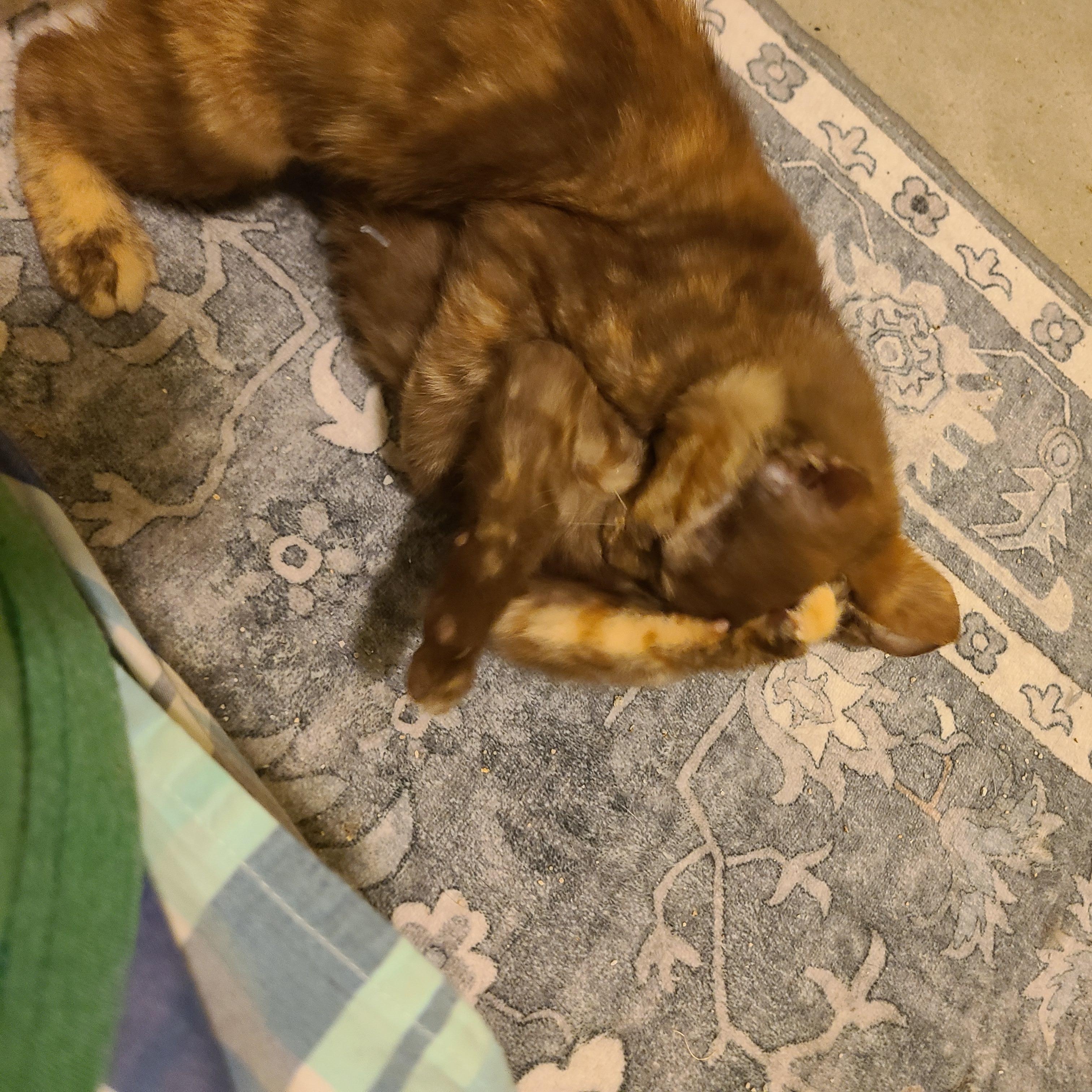 Smuggles - Winterville, GA