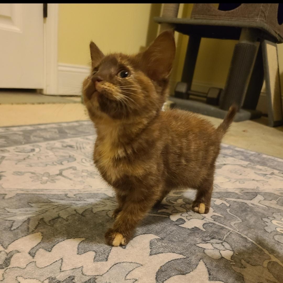 Smuggles - Winterville, GA