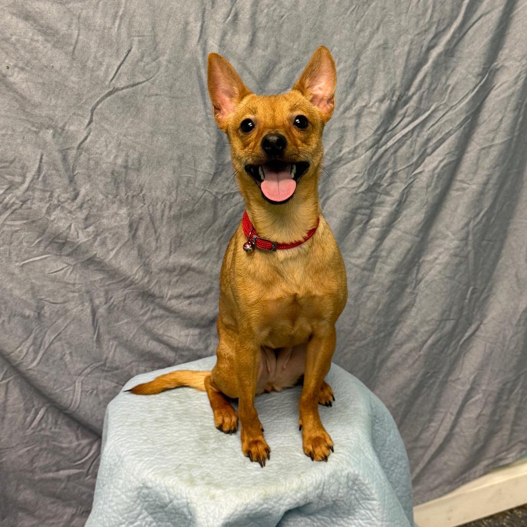 Flor, Adoptable, Young Female Chihuahua.