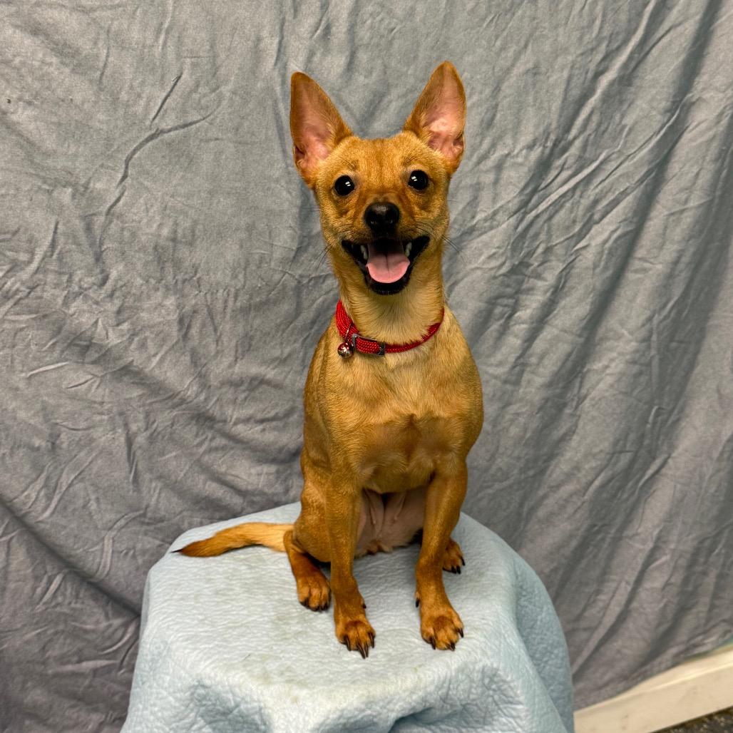 Enlarge Flor, a Adoptable Chihuahua in Fresno, CA image 2/2