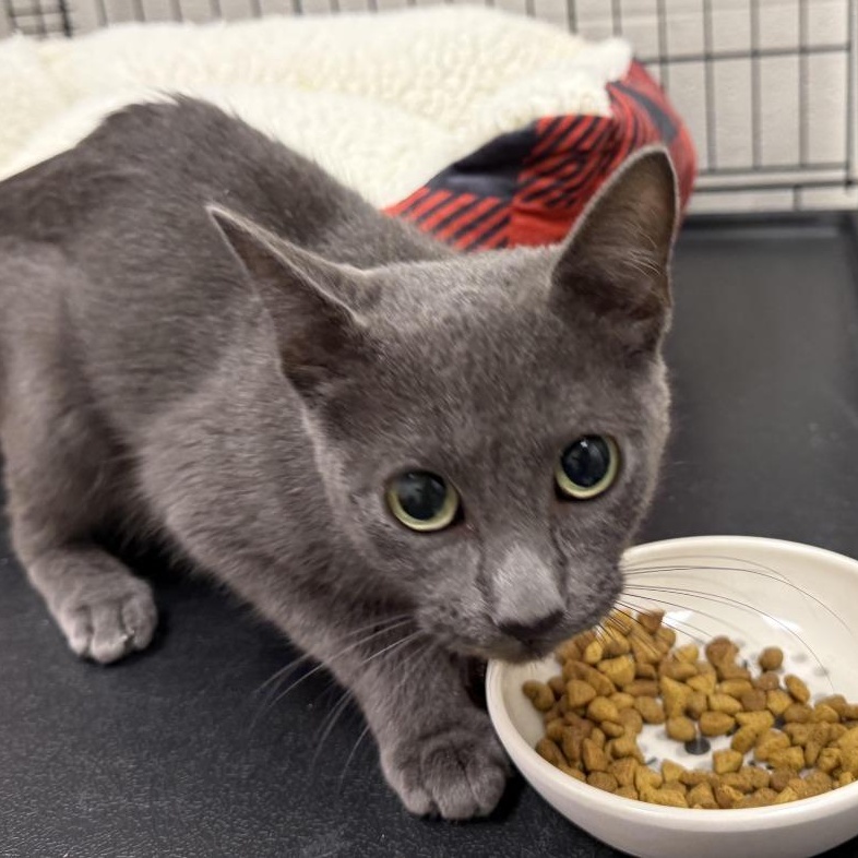 Jamie Park, Adopted, Young Female Domestic Short Hair.