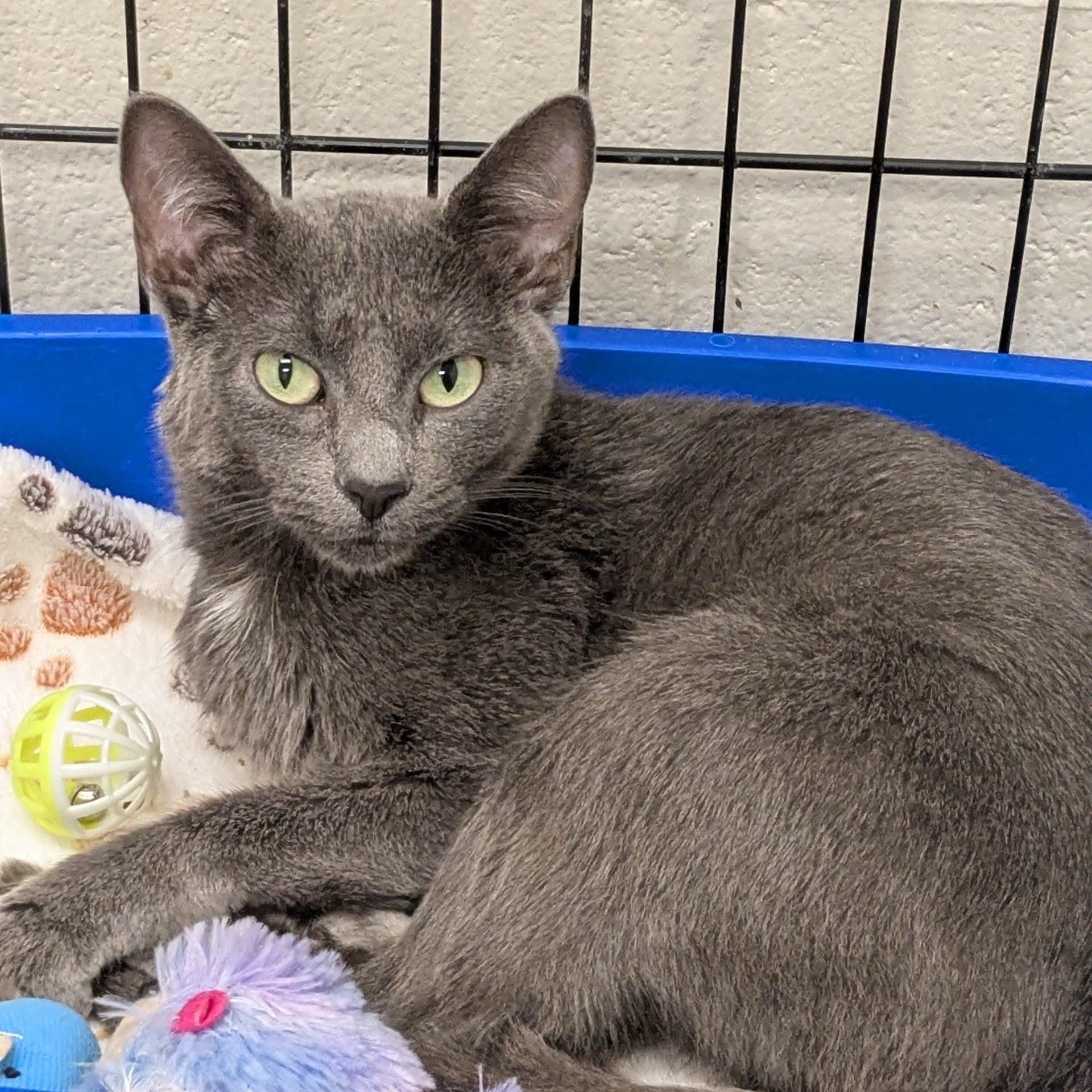 Enlarge Jamie Park, a Adopted Domestic Short Hair in Evanston, IL image 2/2