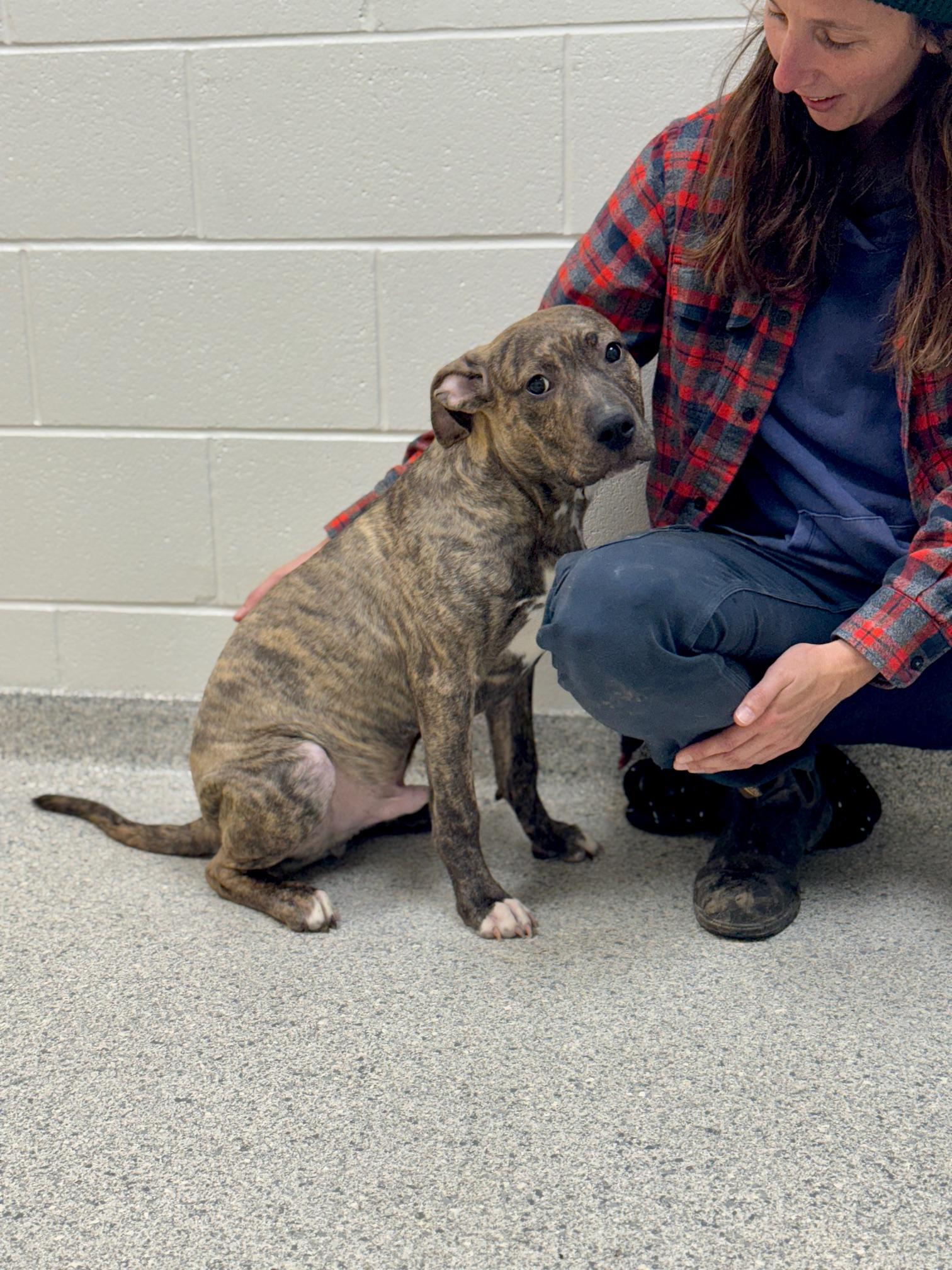 Enlarge Rio, an adopted mixed breed in Benton Harbor, MI image 5/6