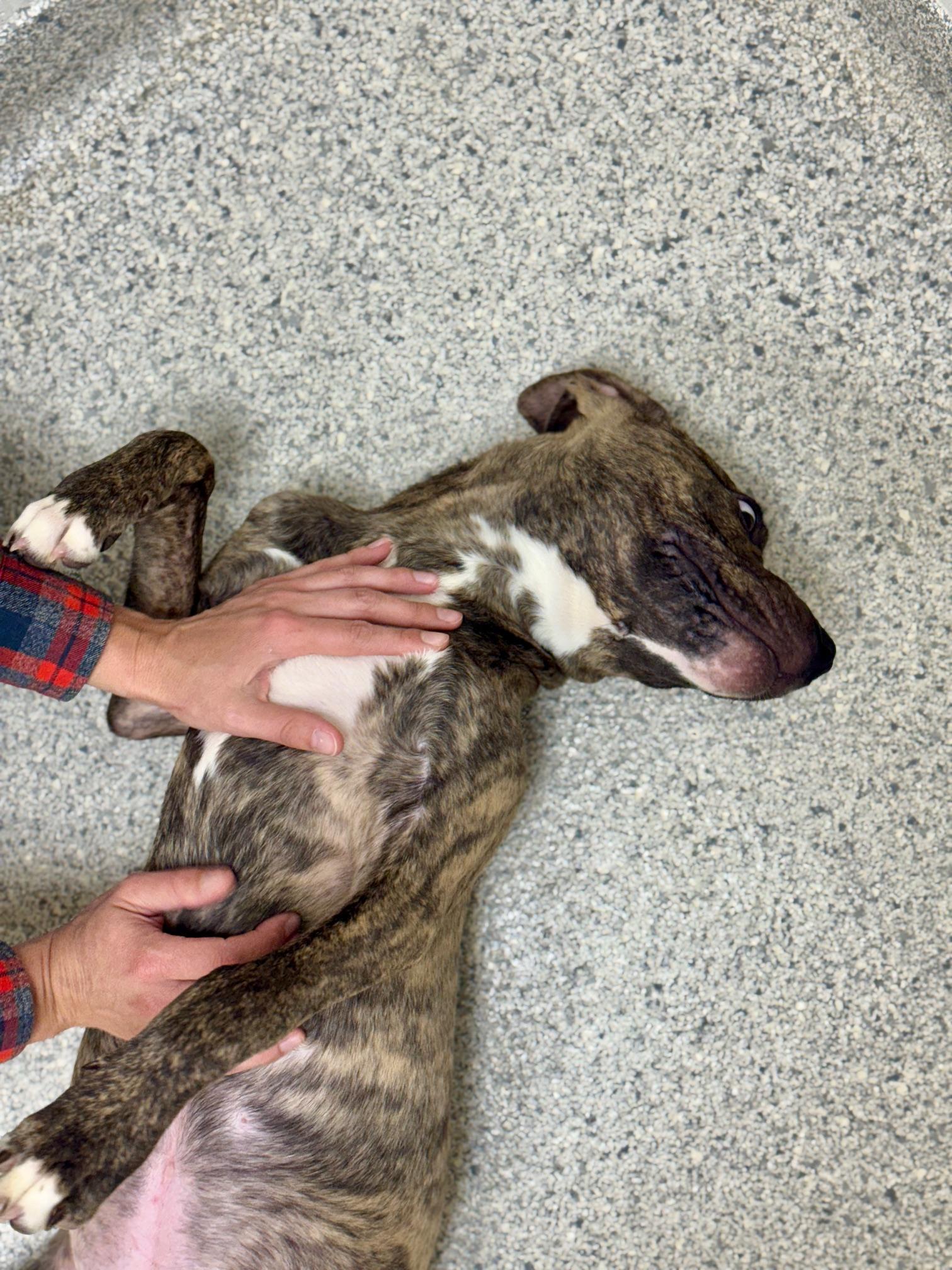 Enlarge Rio, an adopted mixed breed in Benton Harbor, MI image 6/6