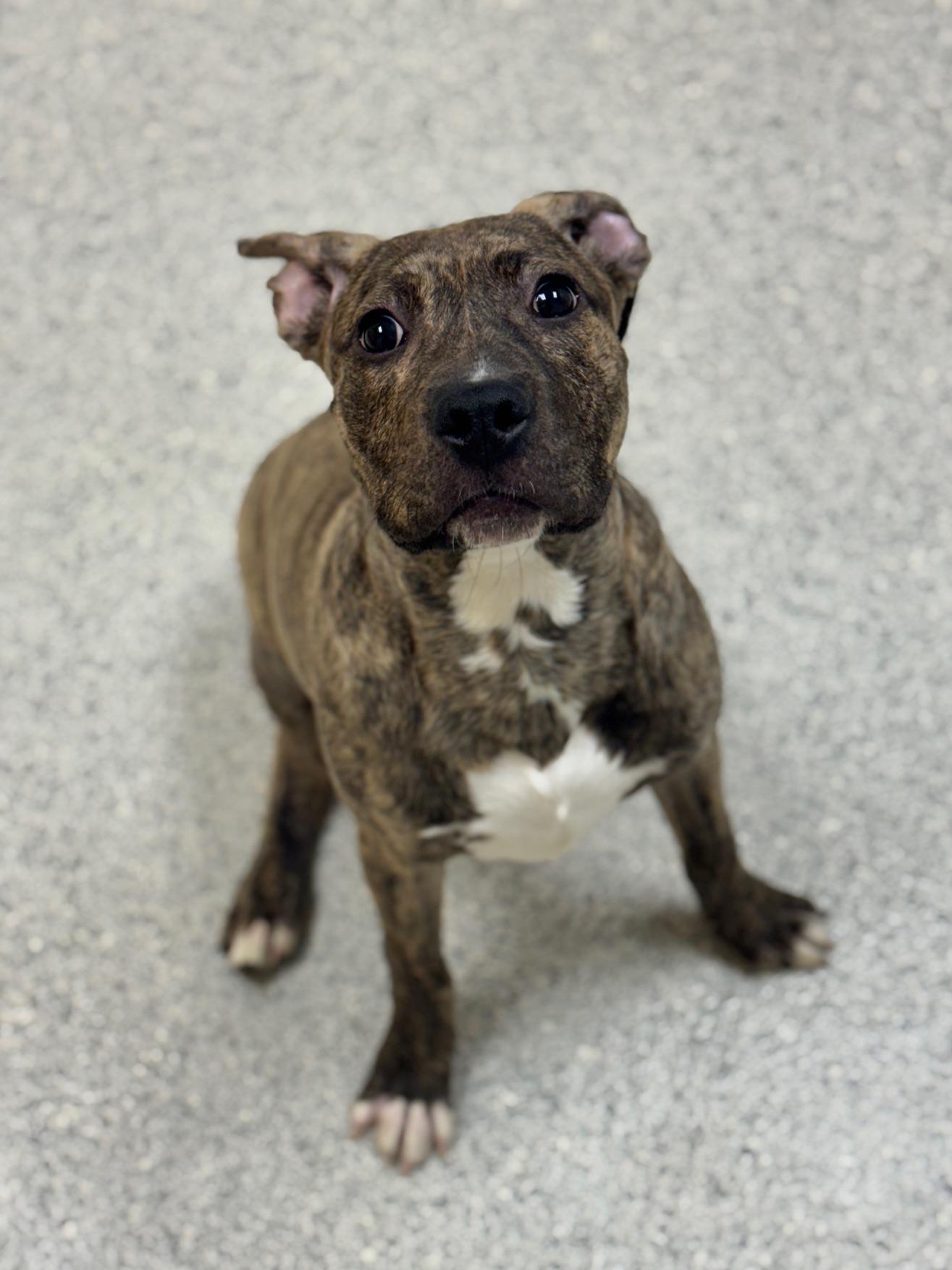 Rio, adopted, Puppy Male Pit Bull Terrier & Mixed Breed.