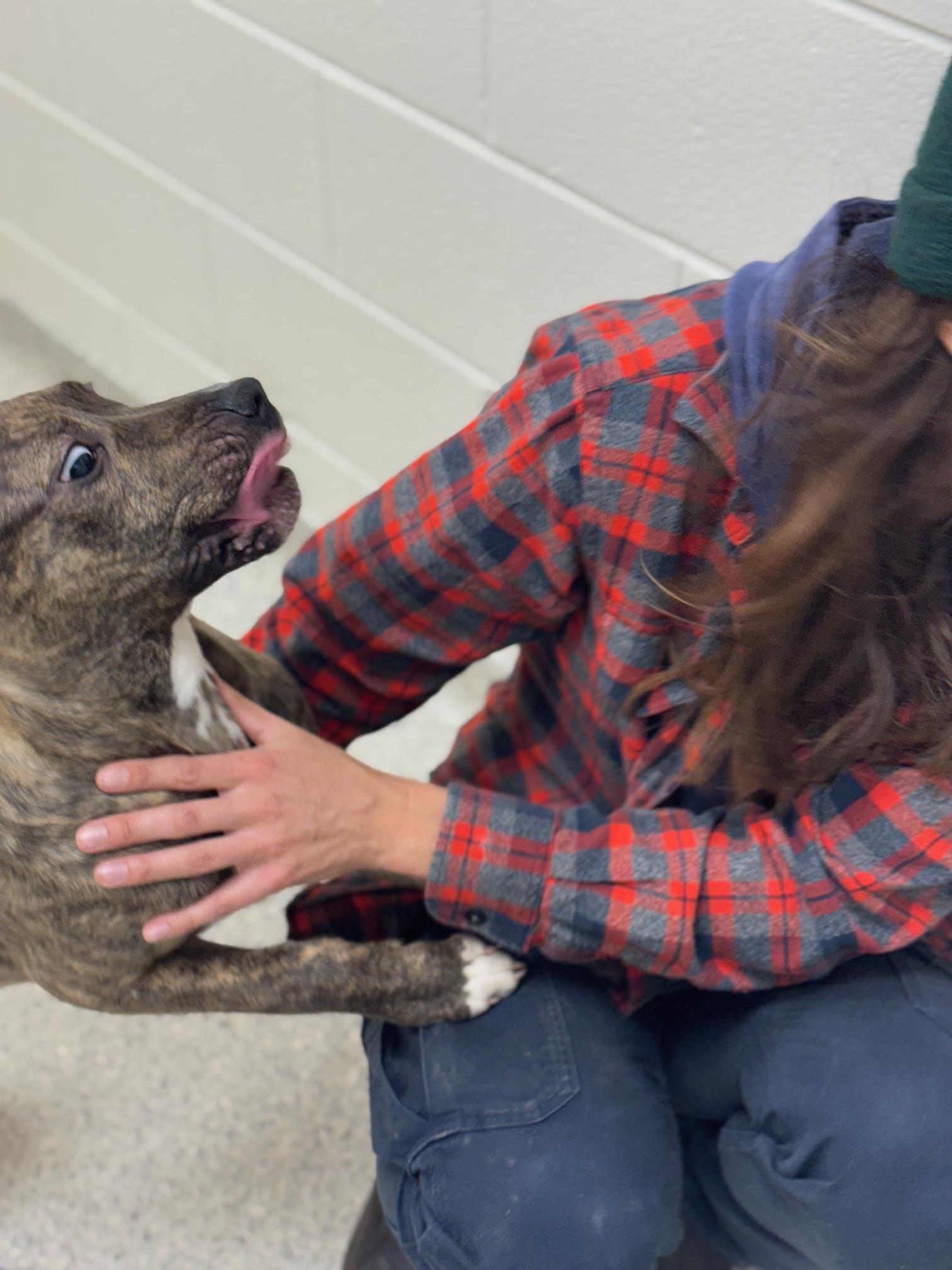 Enlarge Rio, an adopted mixed breed in Benton Harbor, MI image 4/6