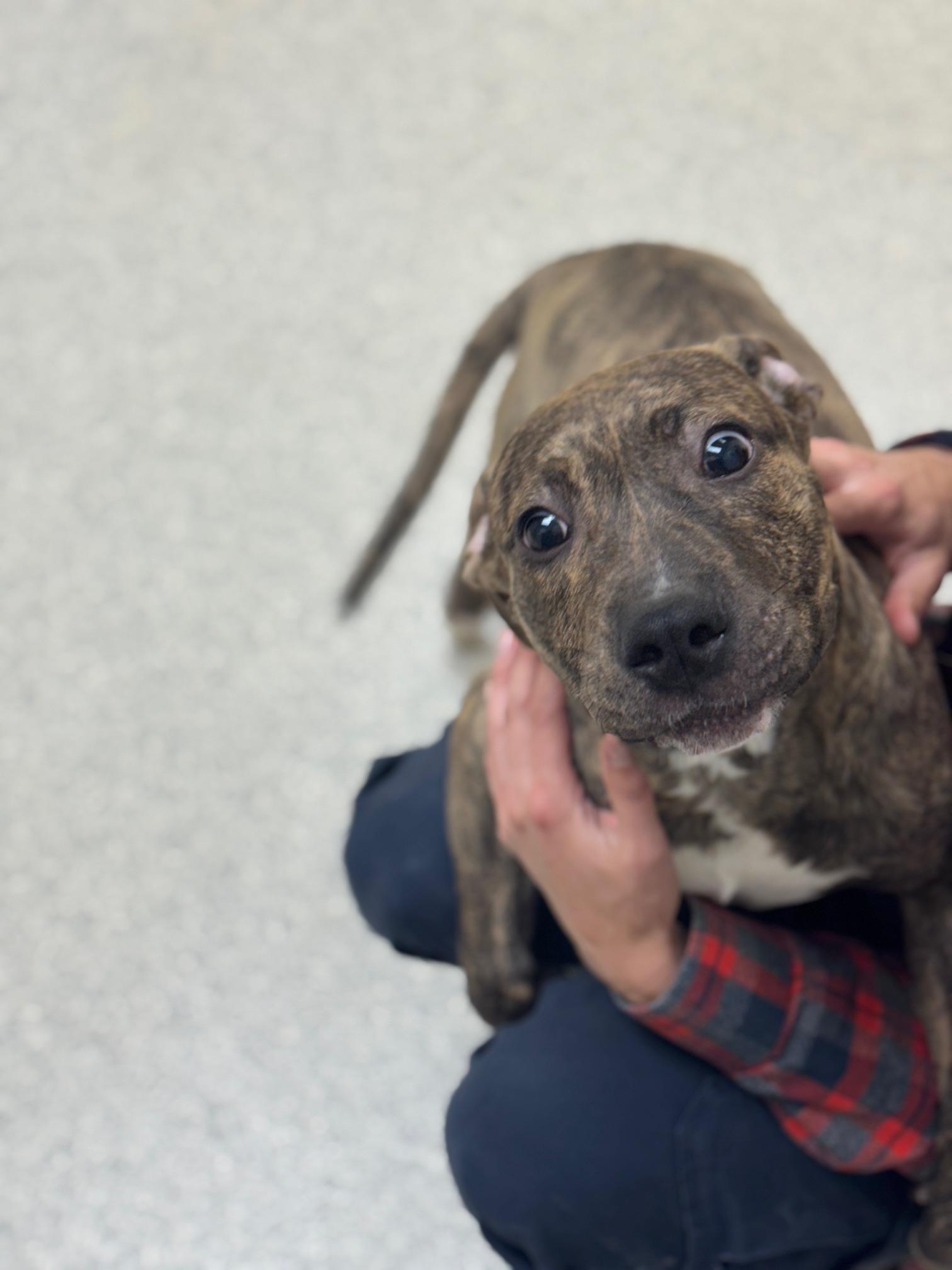 Enlarge Rio, an adopted mixed breed in Benton Harbor, MI image 3/6