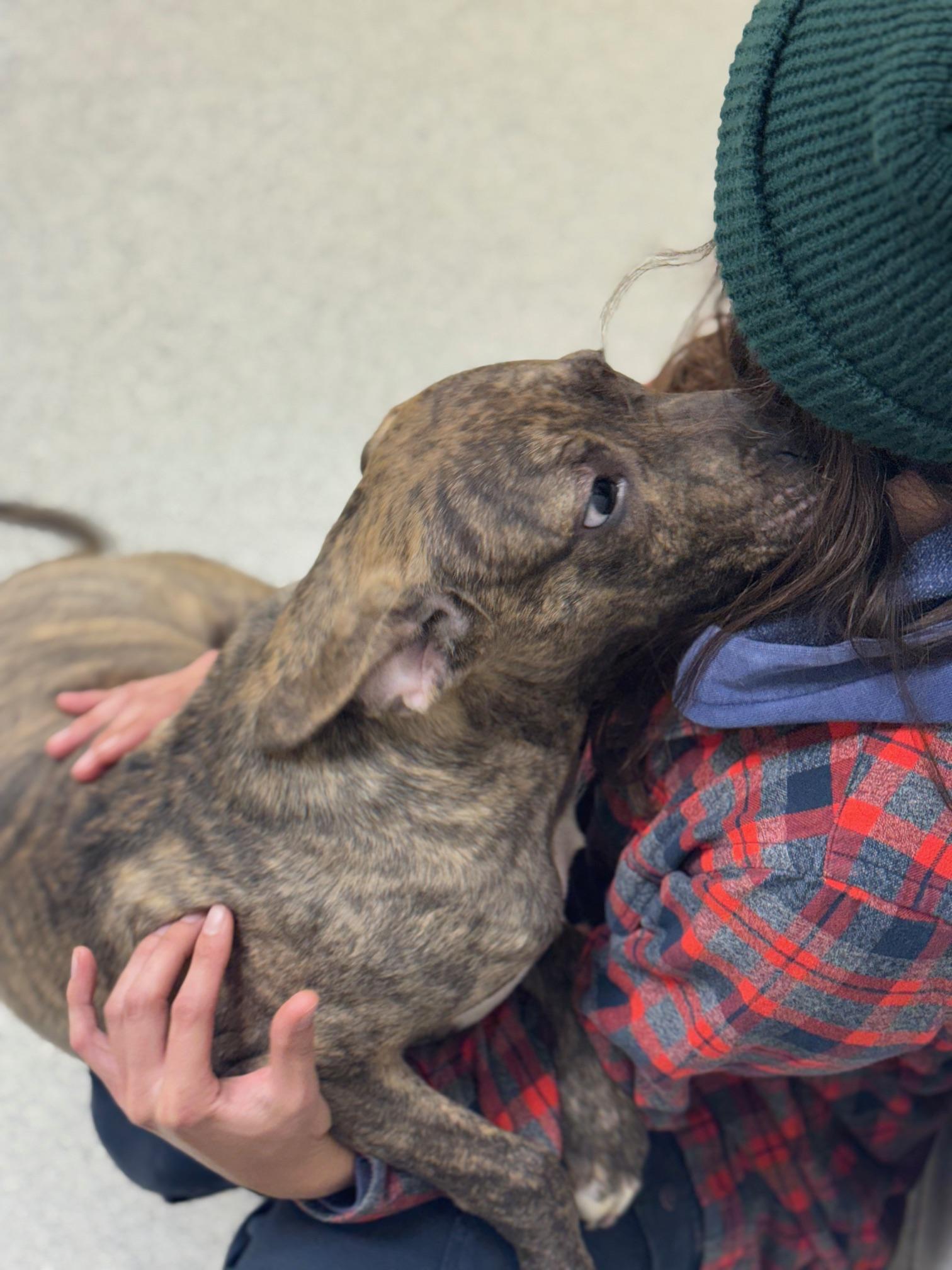 Enlarge Rio, an adopted mixed breed in Benton Harbor, MI image 2/6