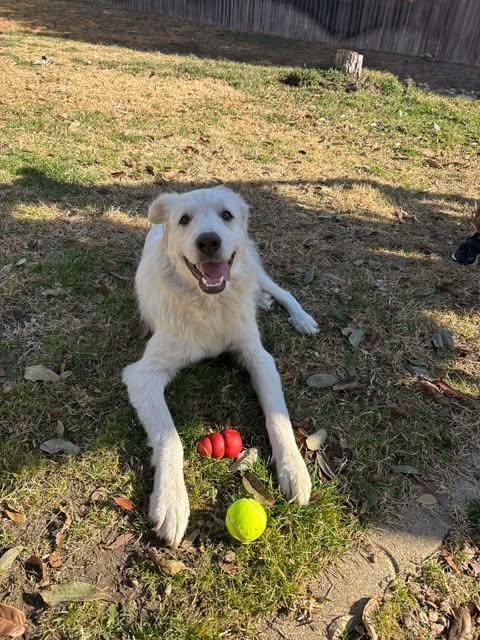 Rosebud, an adopted mixed breed in Vernon, CT image 4/6