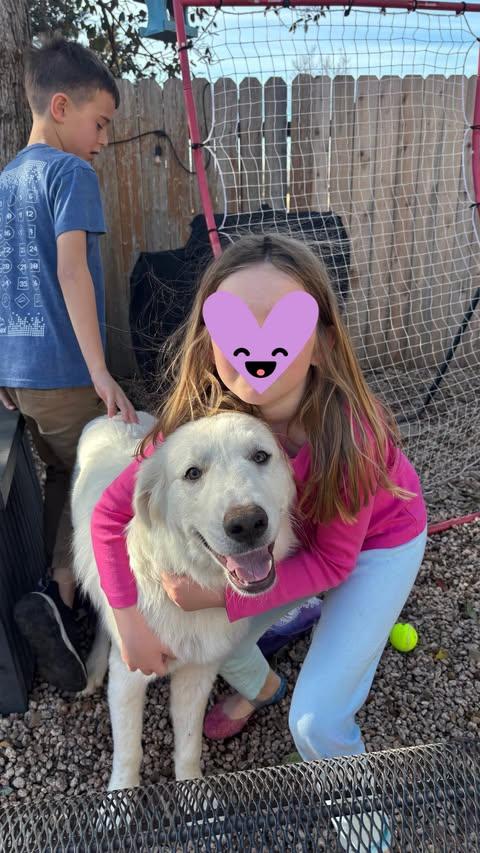 Rosebud, an adopted mixed breed in Vernon, CT image 2/6