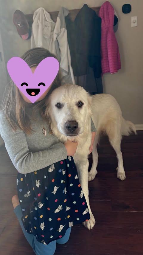 Rosebud, an adopted mixed breed in Vernon, CT image 5/6