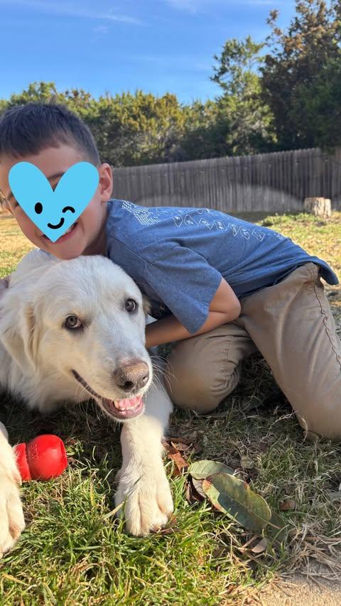 Rosebud, an adopted mixed breed in Vernon, CT image 6/6