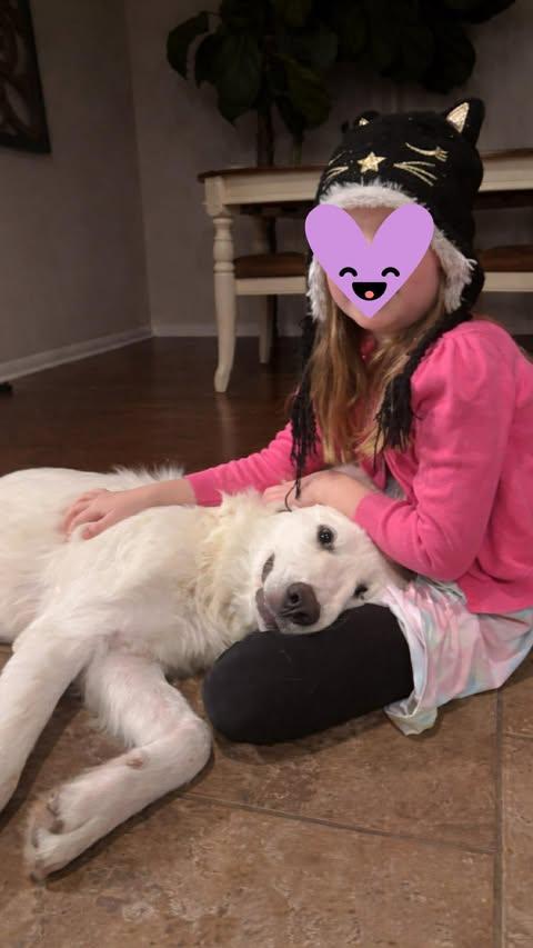 Rosebud, an adopted mixed breed in Vernon, CT image 3/6