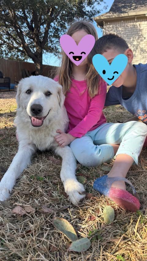 Rosebud, adopted, Puppy Female Great Pyrenees.