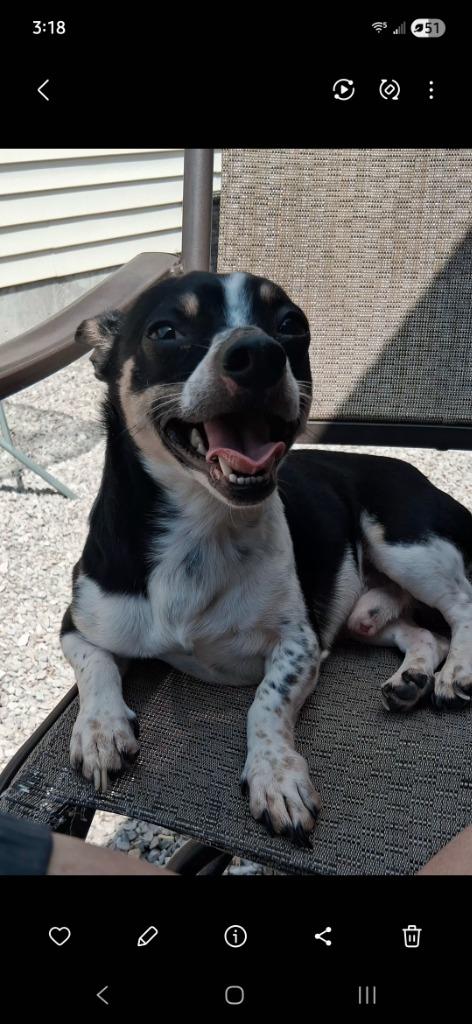 Enlarge Neptune, a Adoptable mixed breed in North Vernon, IN image 1/1