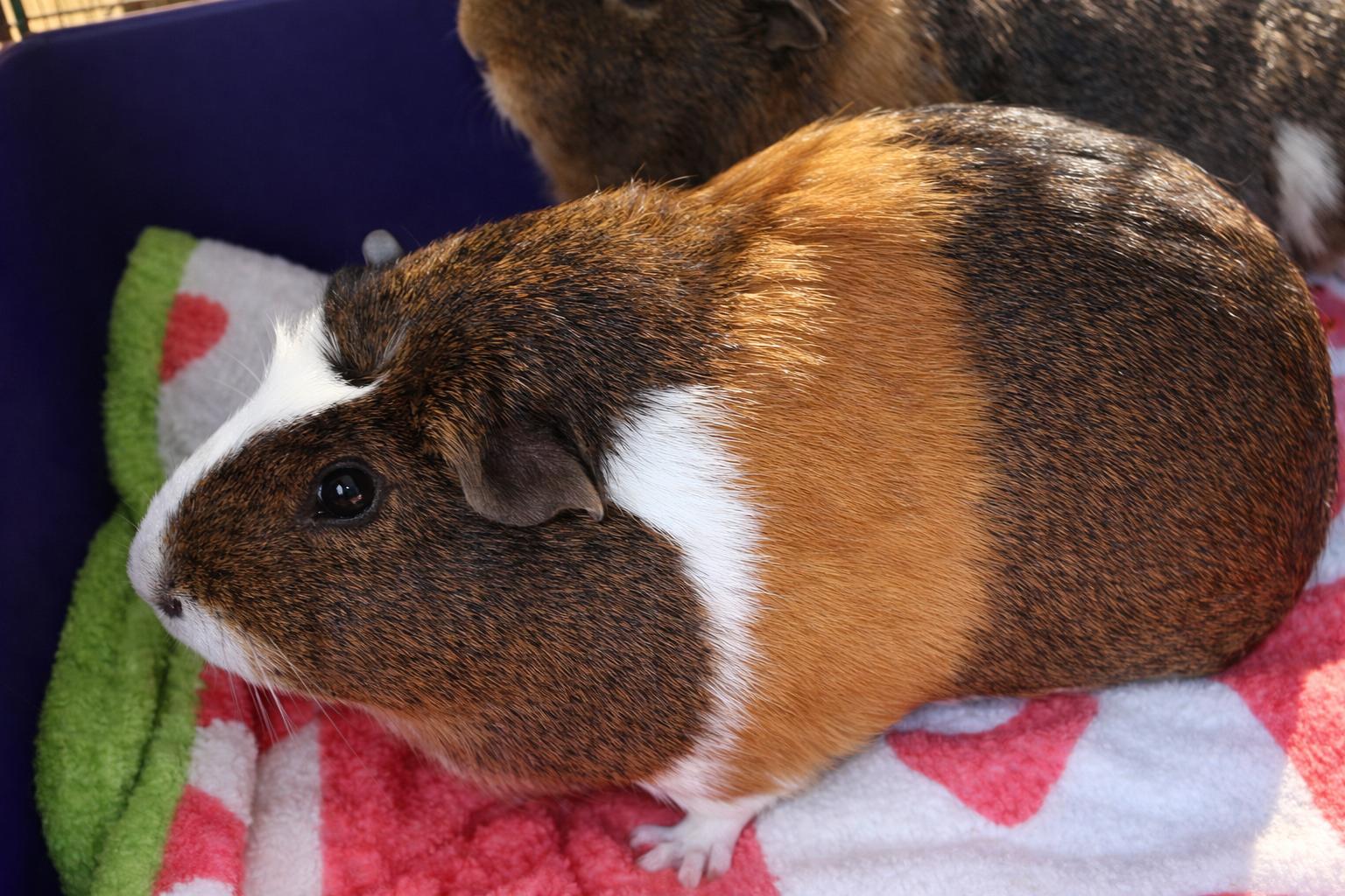 Enlarge Iris *Bonded to Violet*, a Adopted Guinea Pig in Marshfield, WI image 1/3