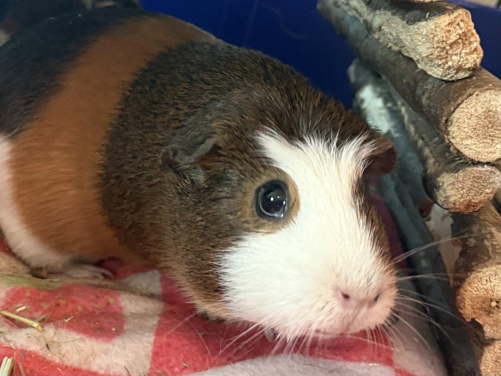 Enlarge Iris *Bonded to Violet*, a Adopted Guinea Pig in Marshfield, WI image 2/3