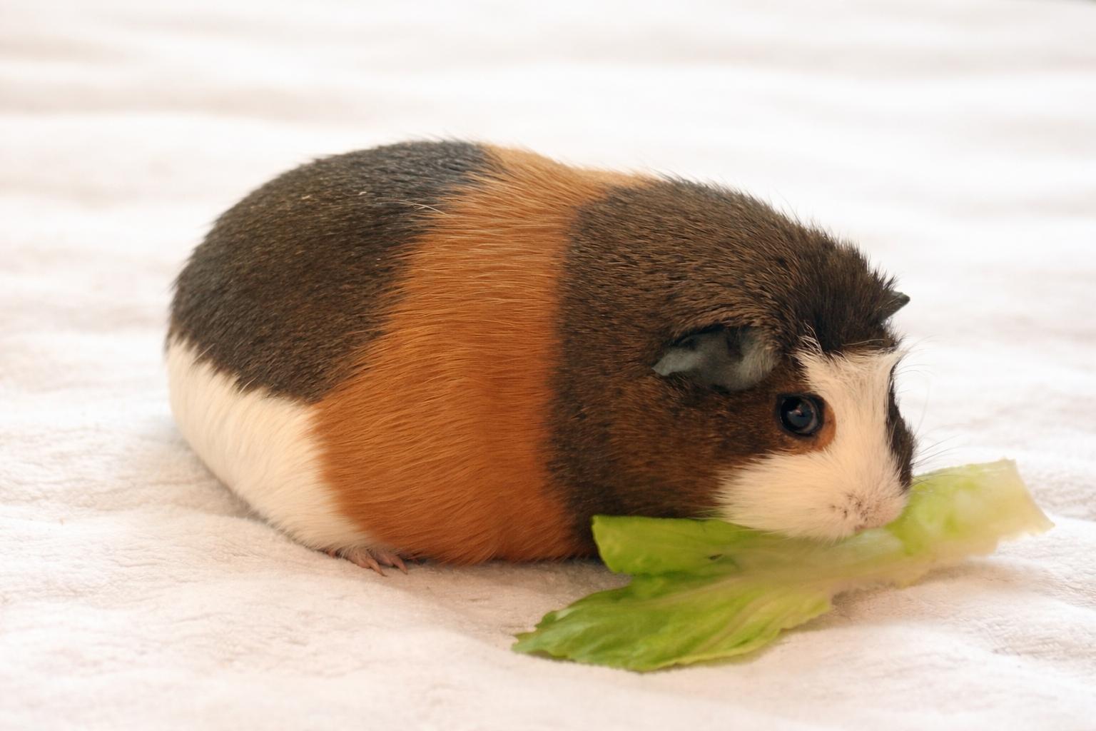 Enlarge Iris *Bonded to Violet*, a Adopted Guinea Pig in Marshfield, WI image 3/3