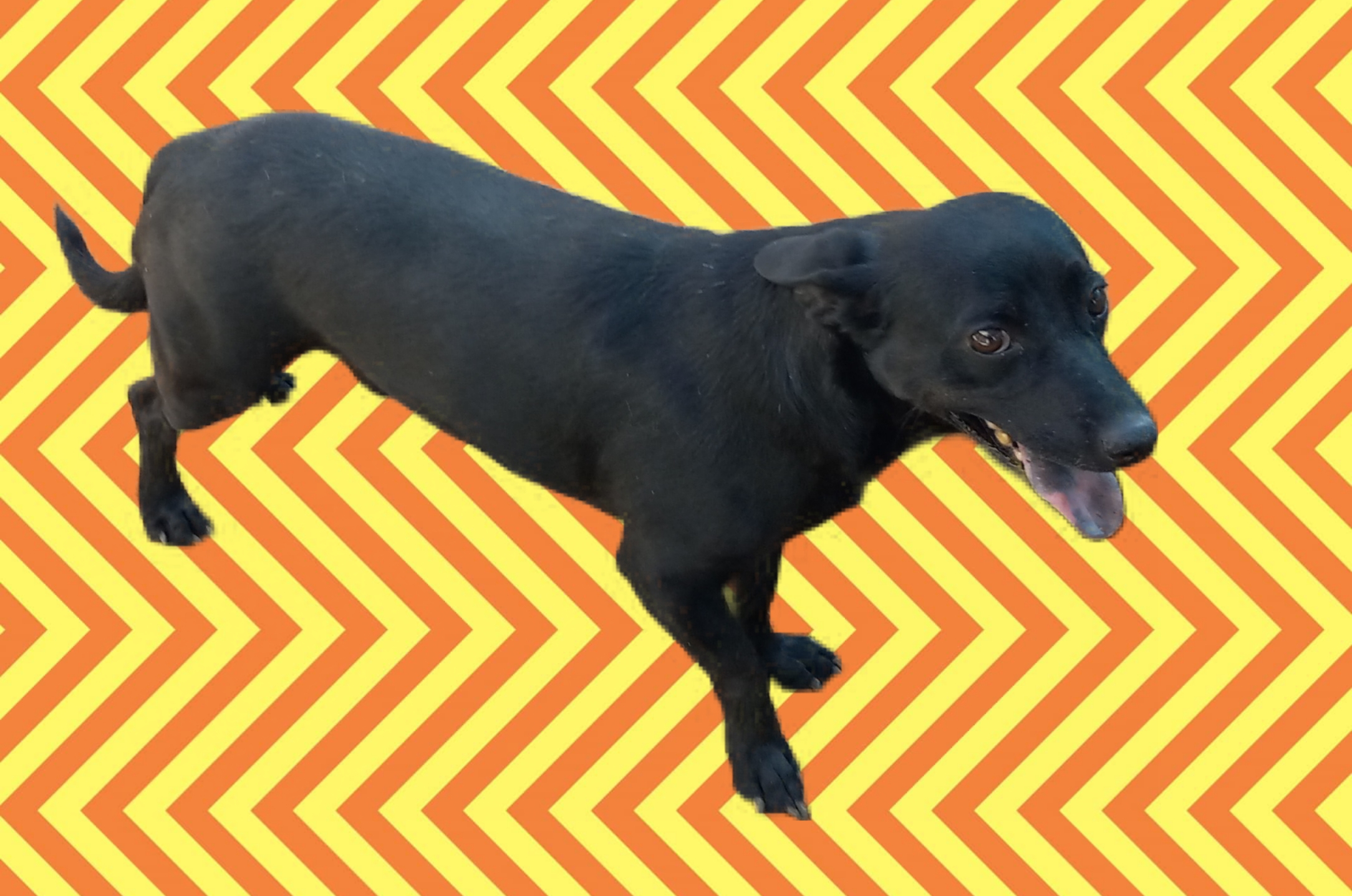 Dipper, a Adoptable mixed breed in El Paso, TX image 3/3