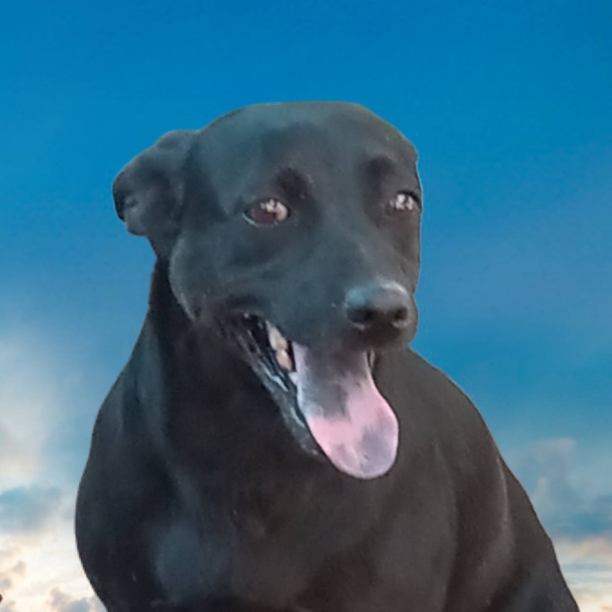 Dipper, a Adoptable mixed breed in El Paso, TX image 1/3