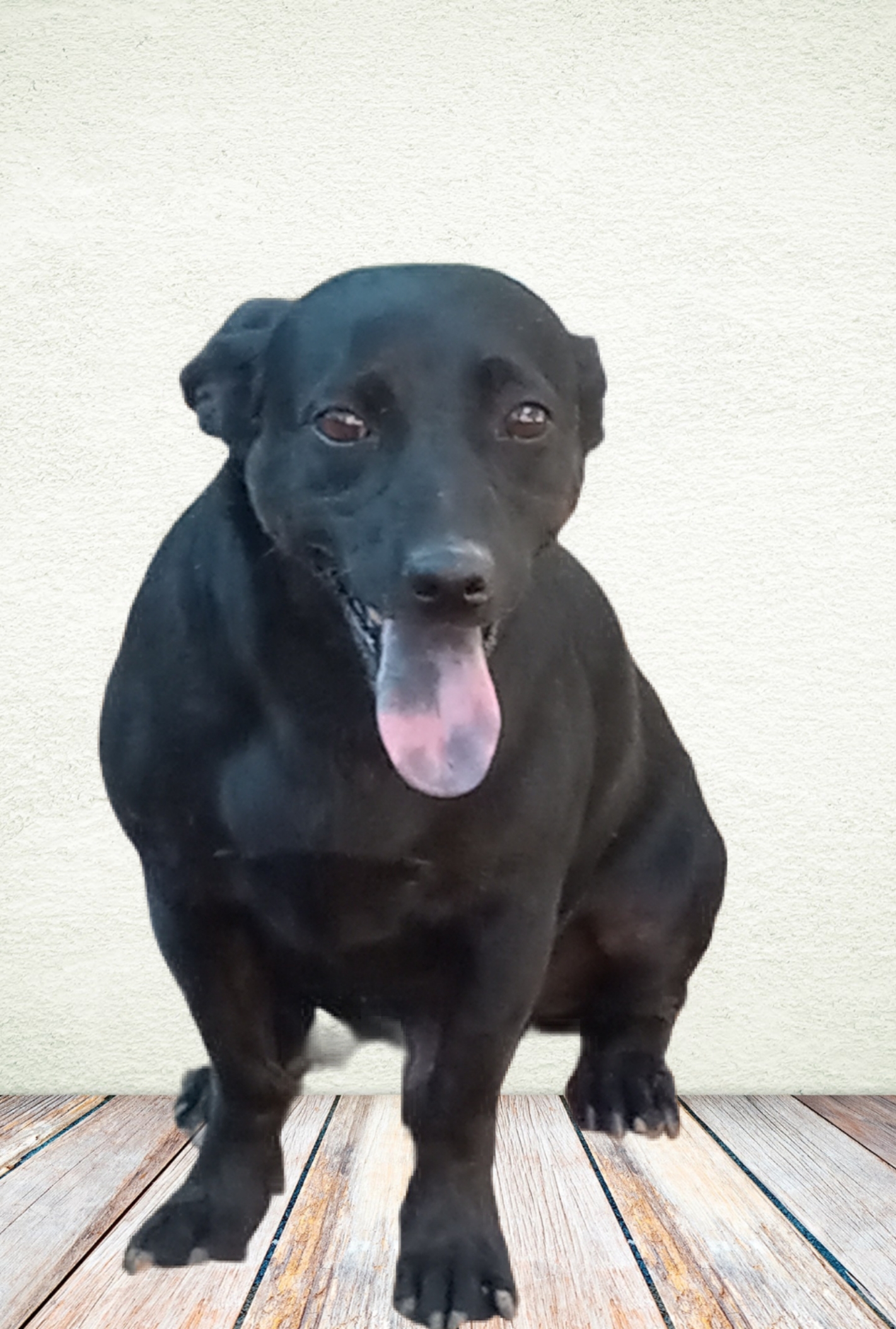 Dipper, a Adoptable mixed breed in El Paso, TX image 2/3
