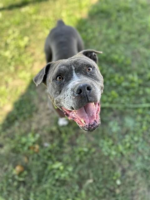 BALBOA, Adoptable, Adult Male Bull Terrier & Mixed Breed.