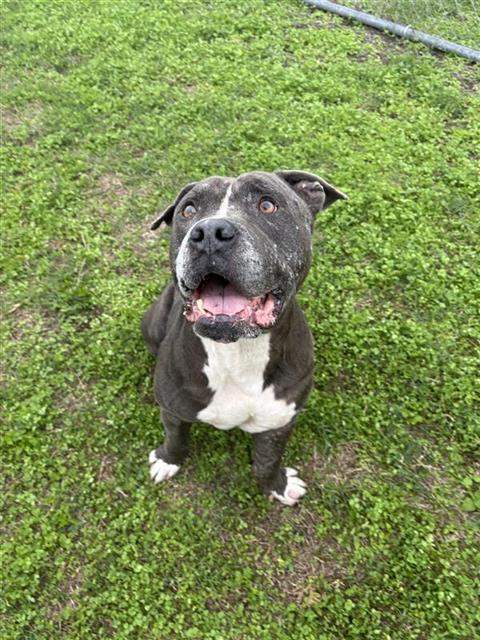 Enlarge BALBOA, a Adoptable mixed breed in Corpus Christi, TX image 1/1