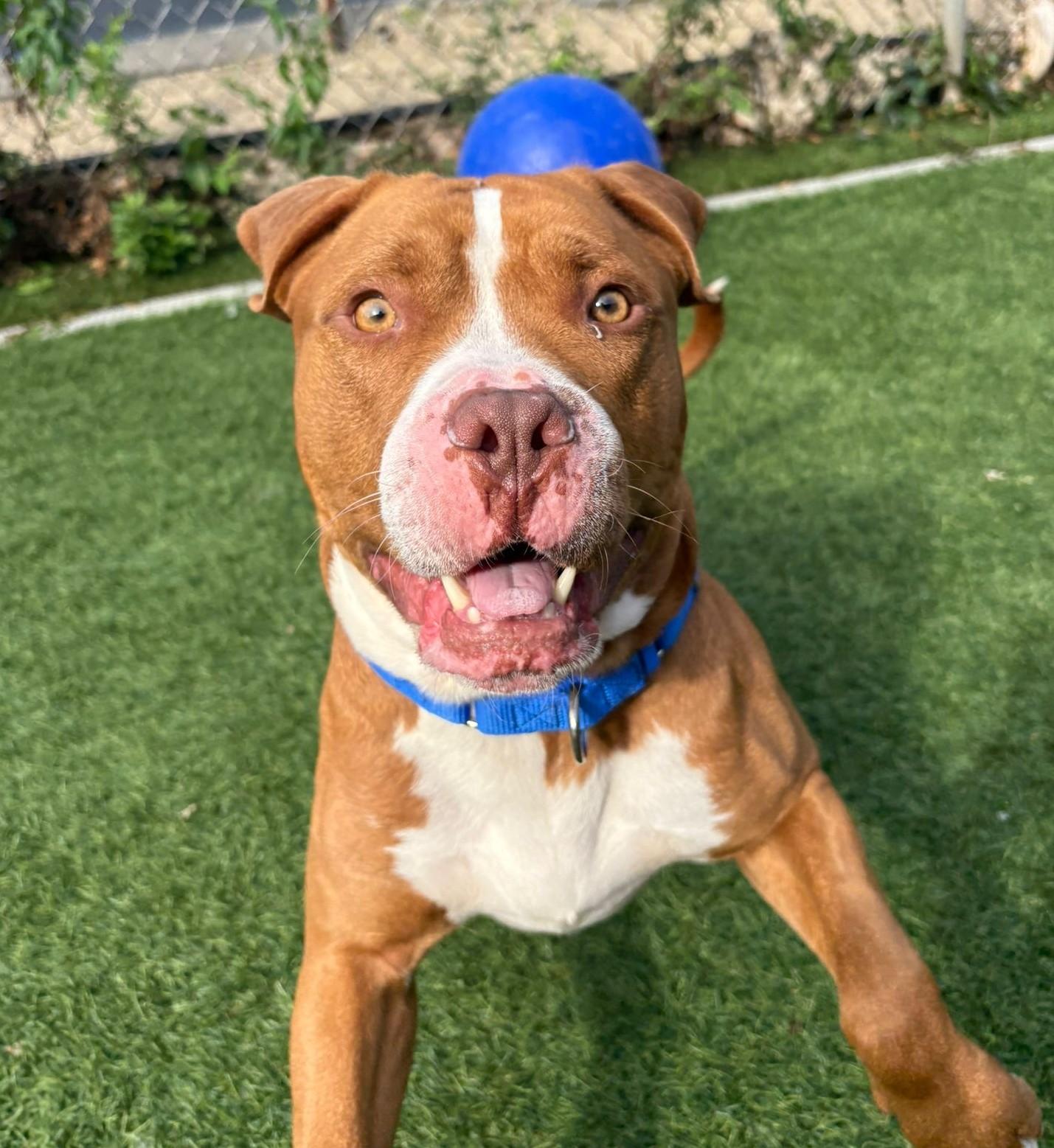 Bruno, a Adoptable mixed breed in Norwalk, CT image 5/6