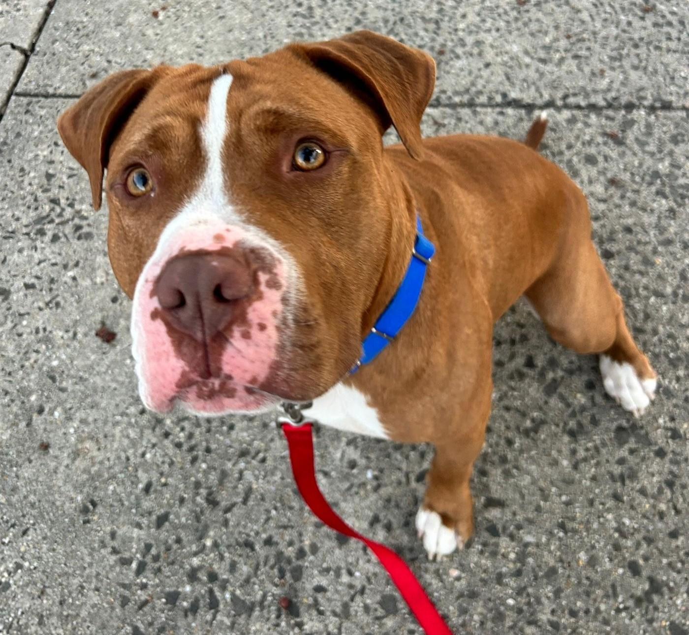 Bruno, a Adoptable mixed breed in Norwalk, CT image 3/6