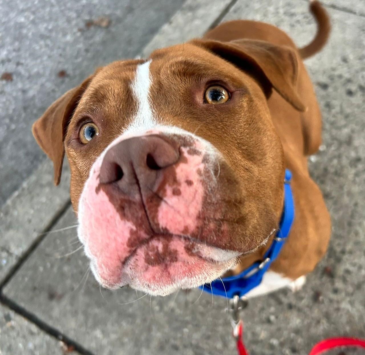 Bruno, a Adoptable mixed breed in Norwalk, CT image 2/6