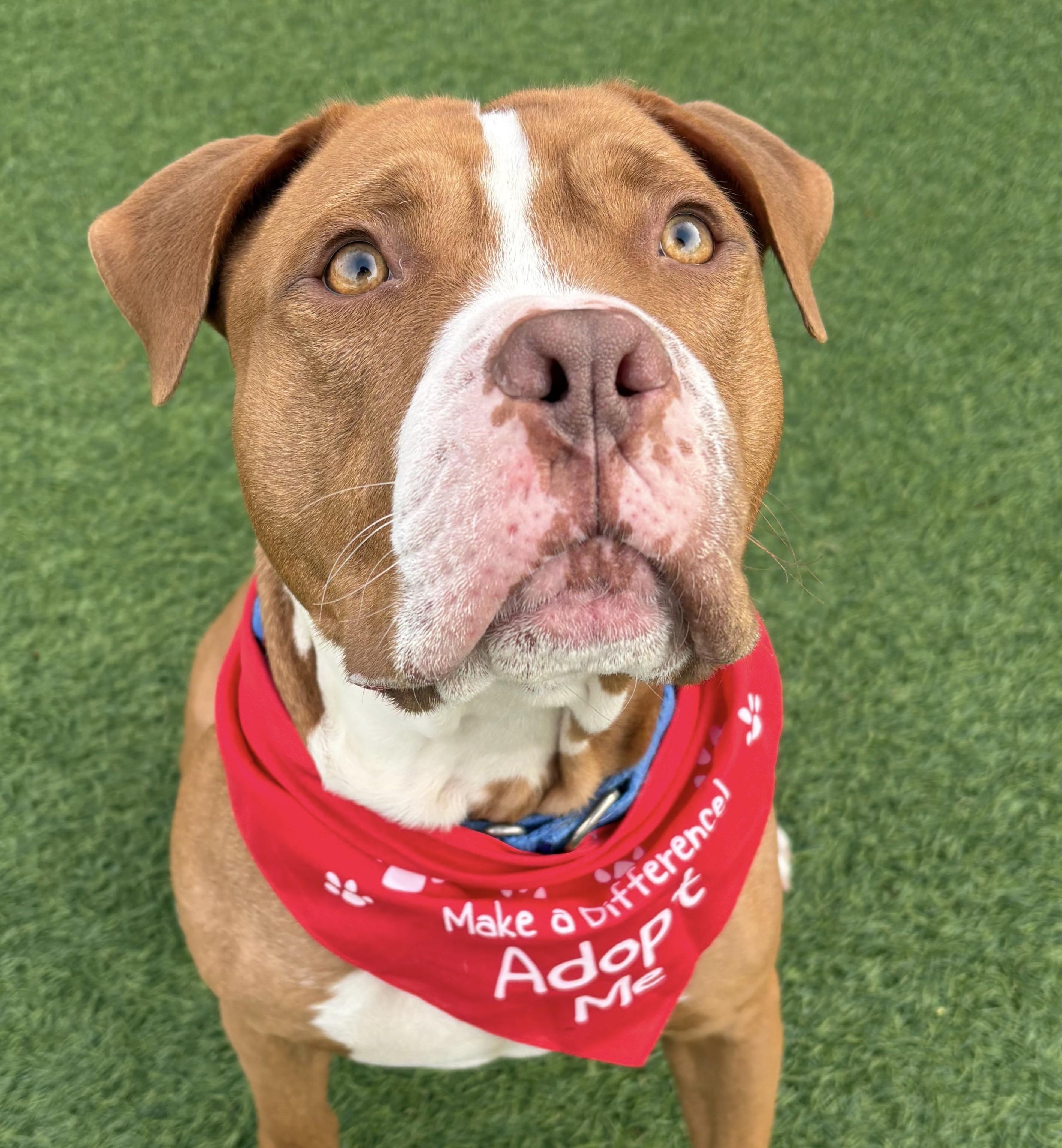 Enlarge Bruno, a Adoptable mixed breed in Norwalk, CT image 1/6