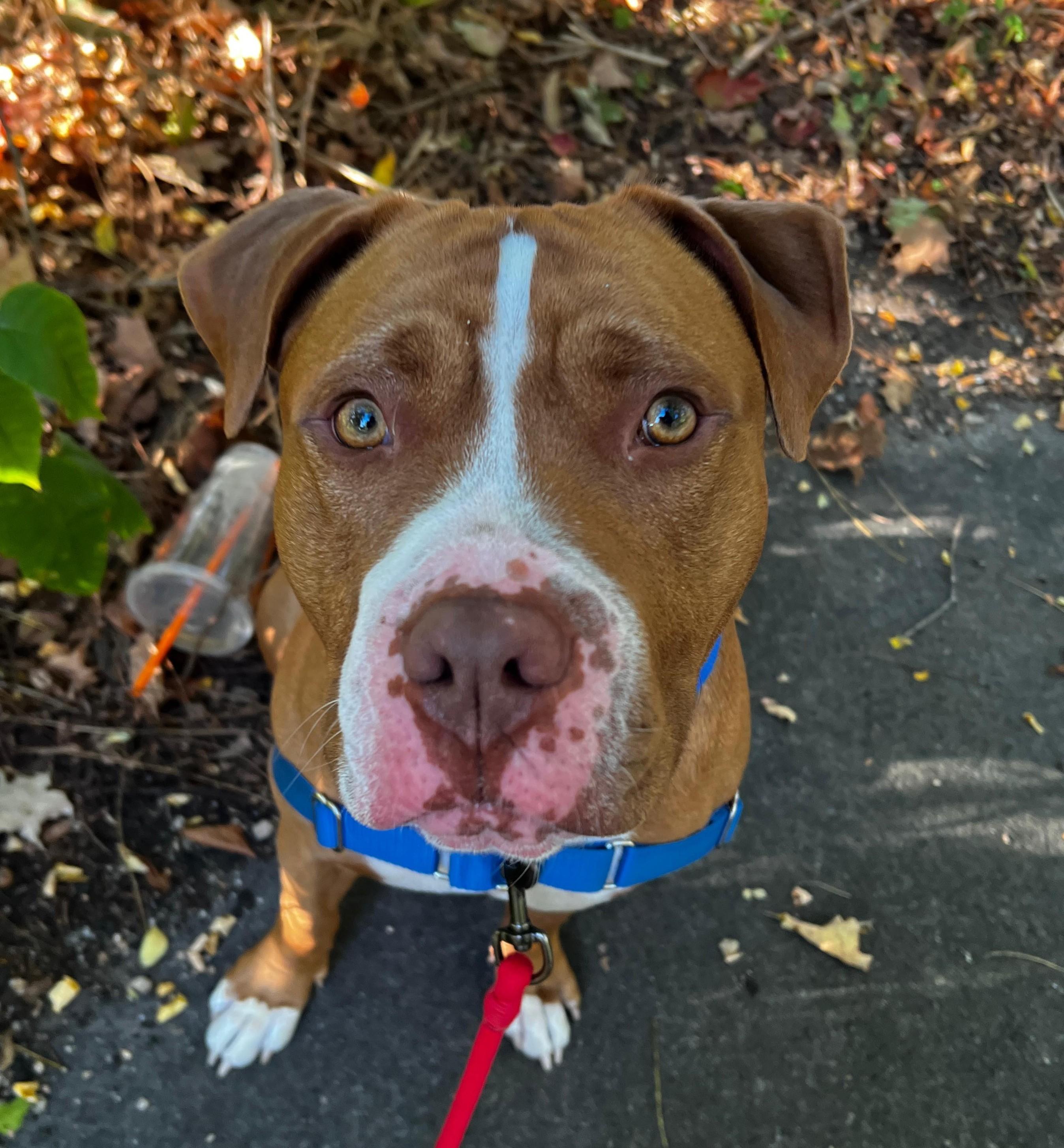 Bruno, a Adoptable mixed breed in Norwalk, CT image 4/6