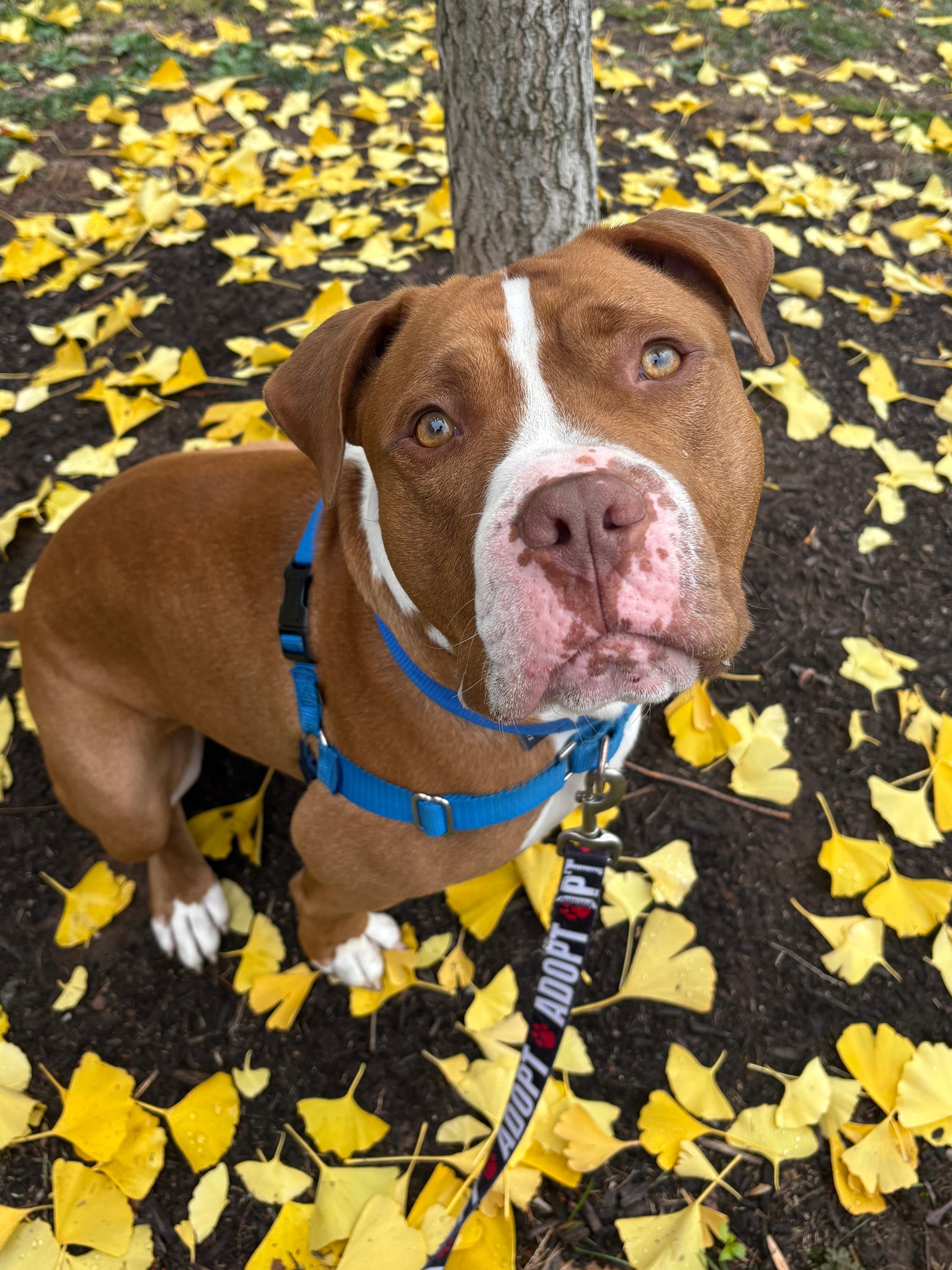 Bruno, a Adoptable mixed breed in Norwalk, CT image 1/6
