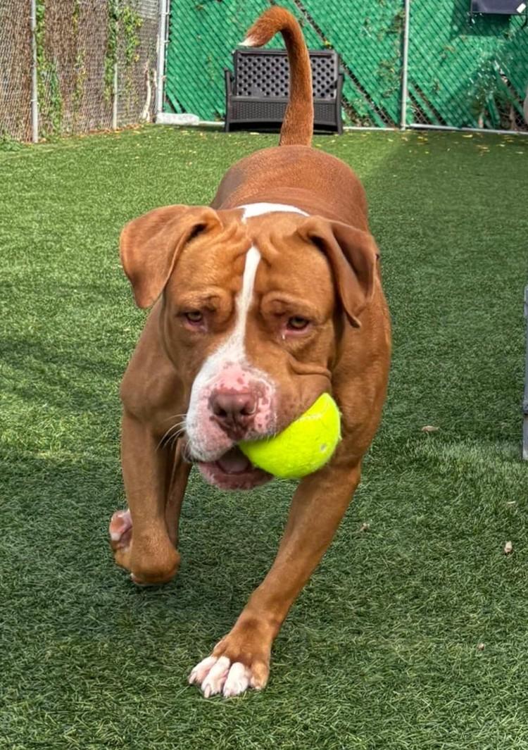 Bruno, a Adoptable mixed breed in Norwalk, CT image 6/6