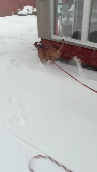 Enlarge Bruno, a Adoptable mixed breed in Norwalk, CT video 2/6