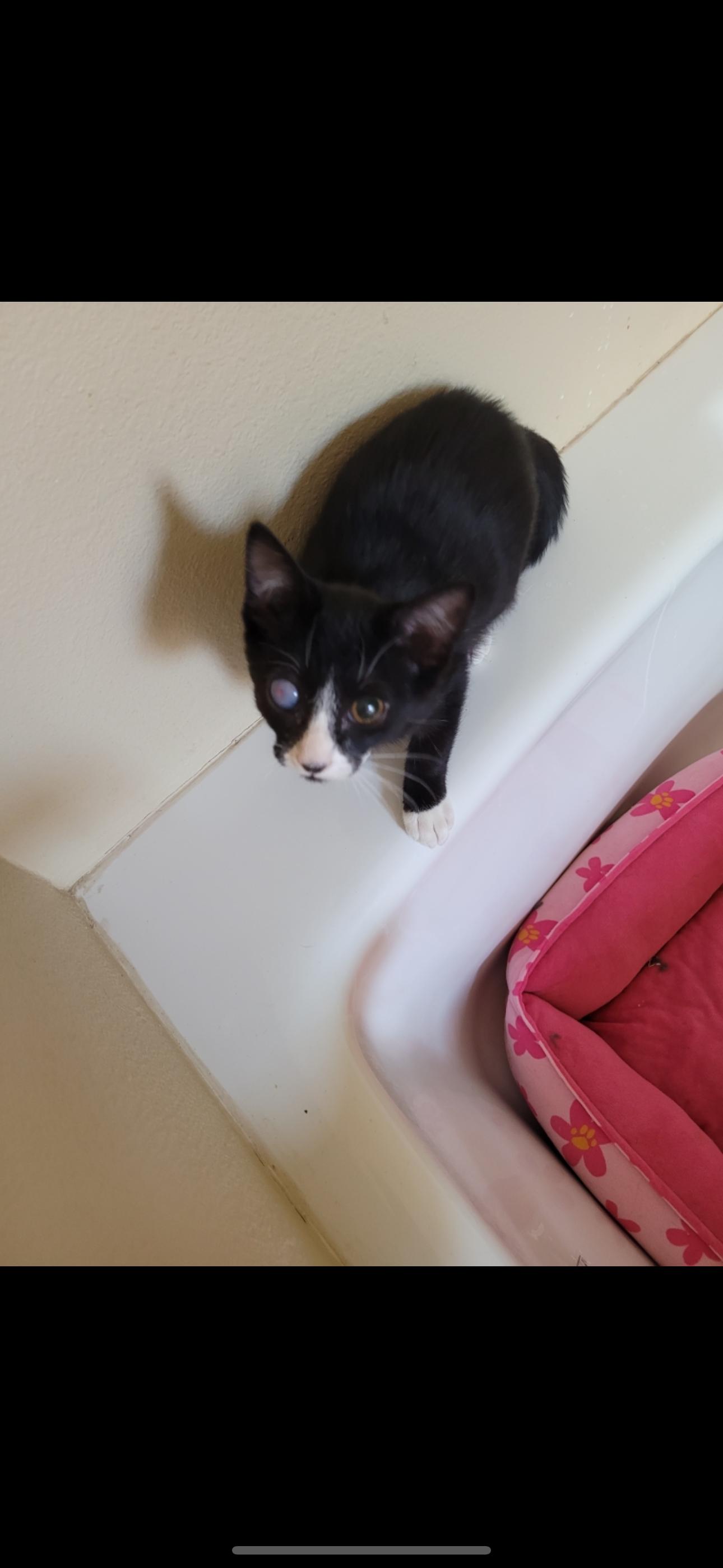 Jasper, Adoptable, Young Male Domestic Short Hair.