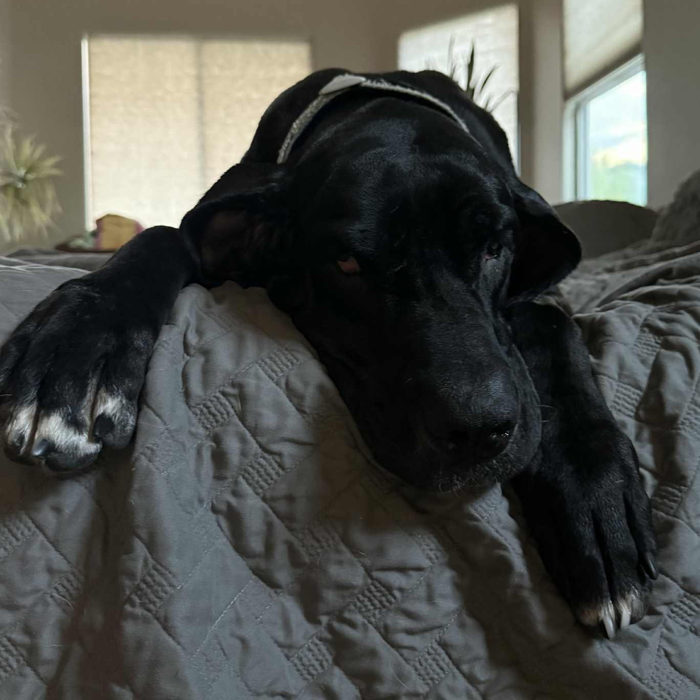 Enlarge Paradise Valley, a Adoptable mixed breed in Mesa, AZ image 5/5