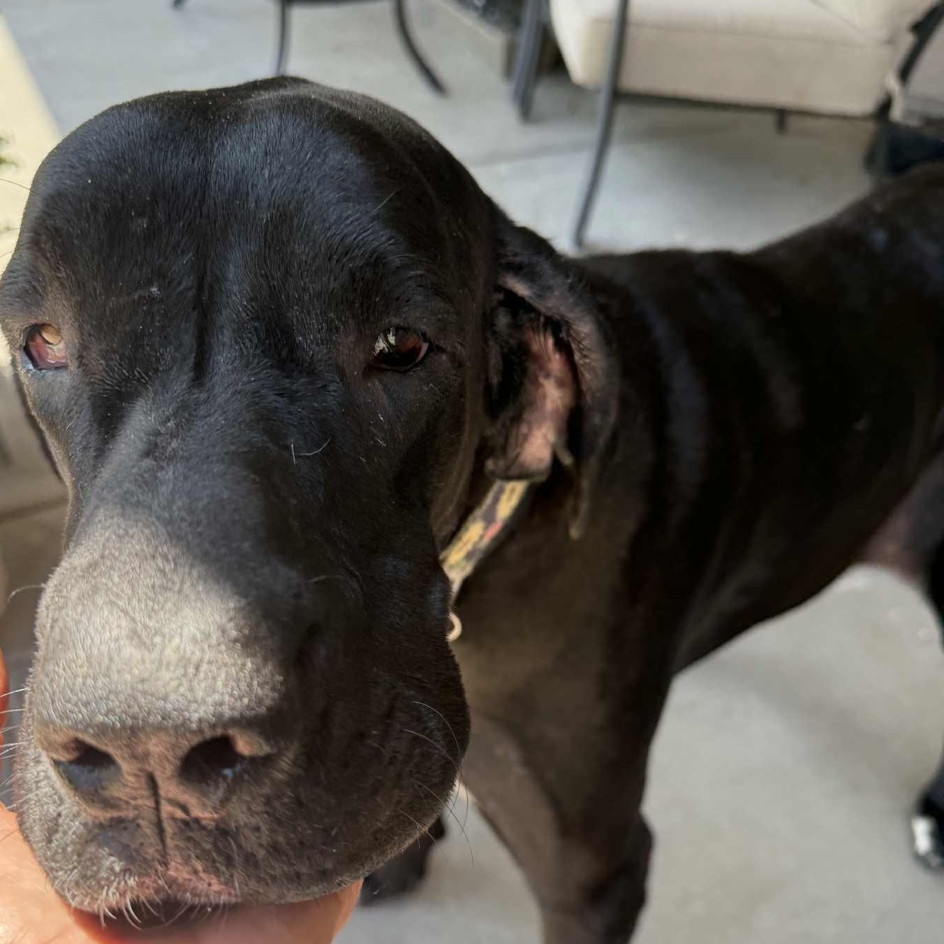 Paradise Valley, Adoptable, Adult Female Great Dane & Mastiff.