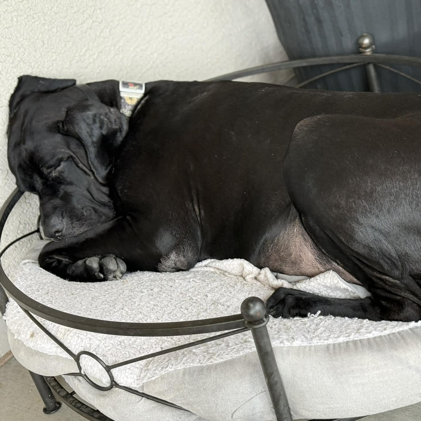 Enlarge Paradise Valley, a Adoptable mixed breed in Mesa, AZ image 2/5